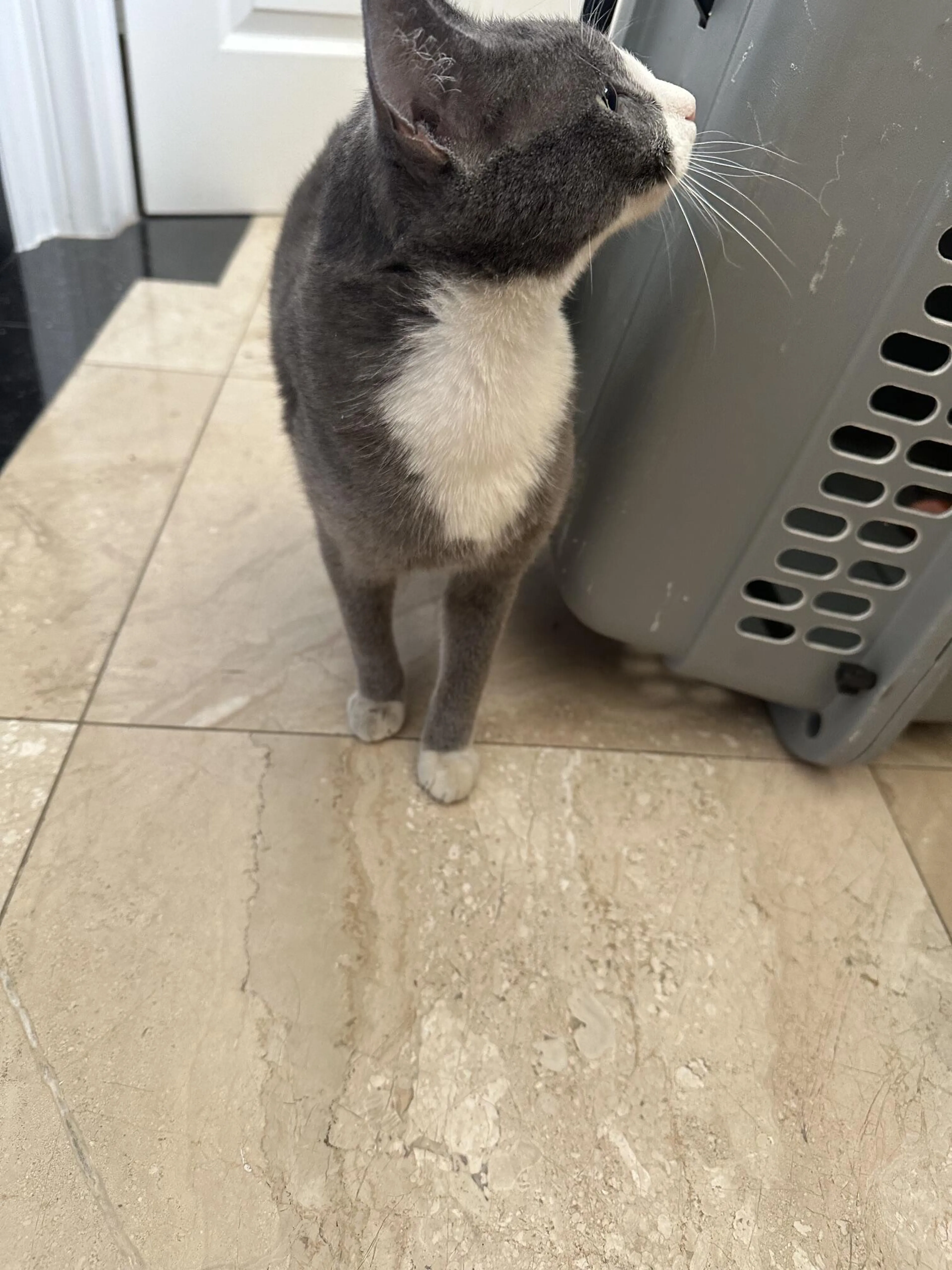Found pet
