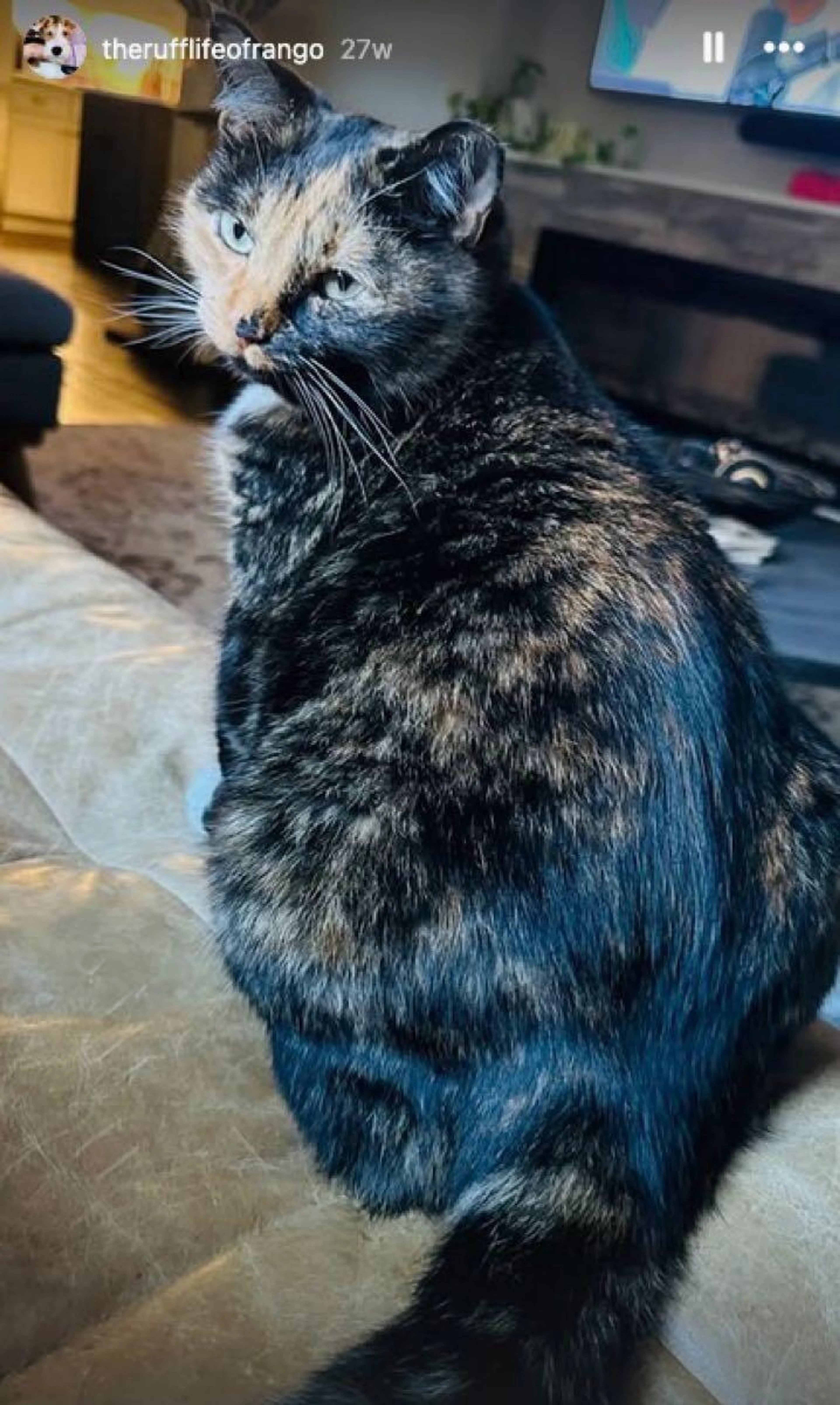 Lost pet
