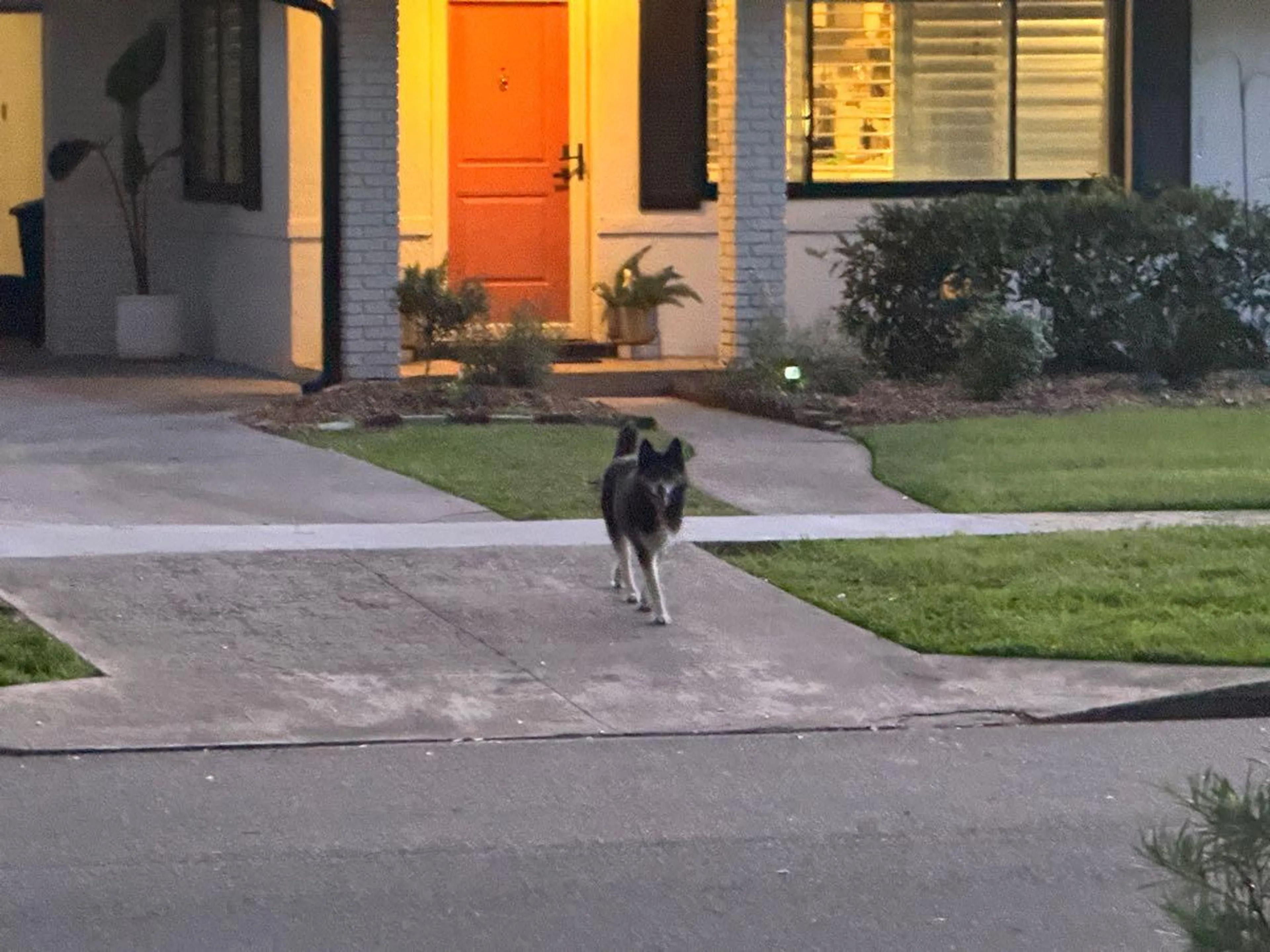 Lost pet