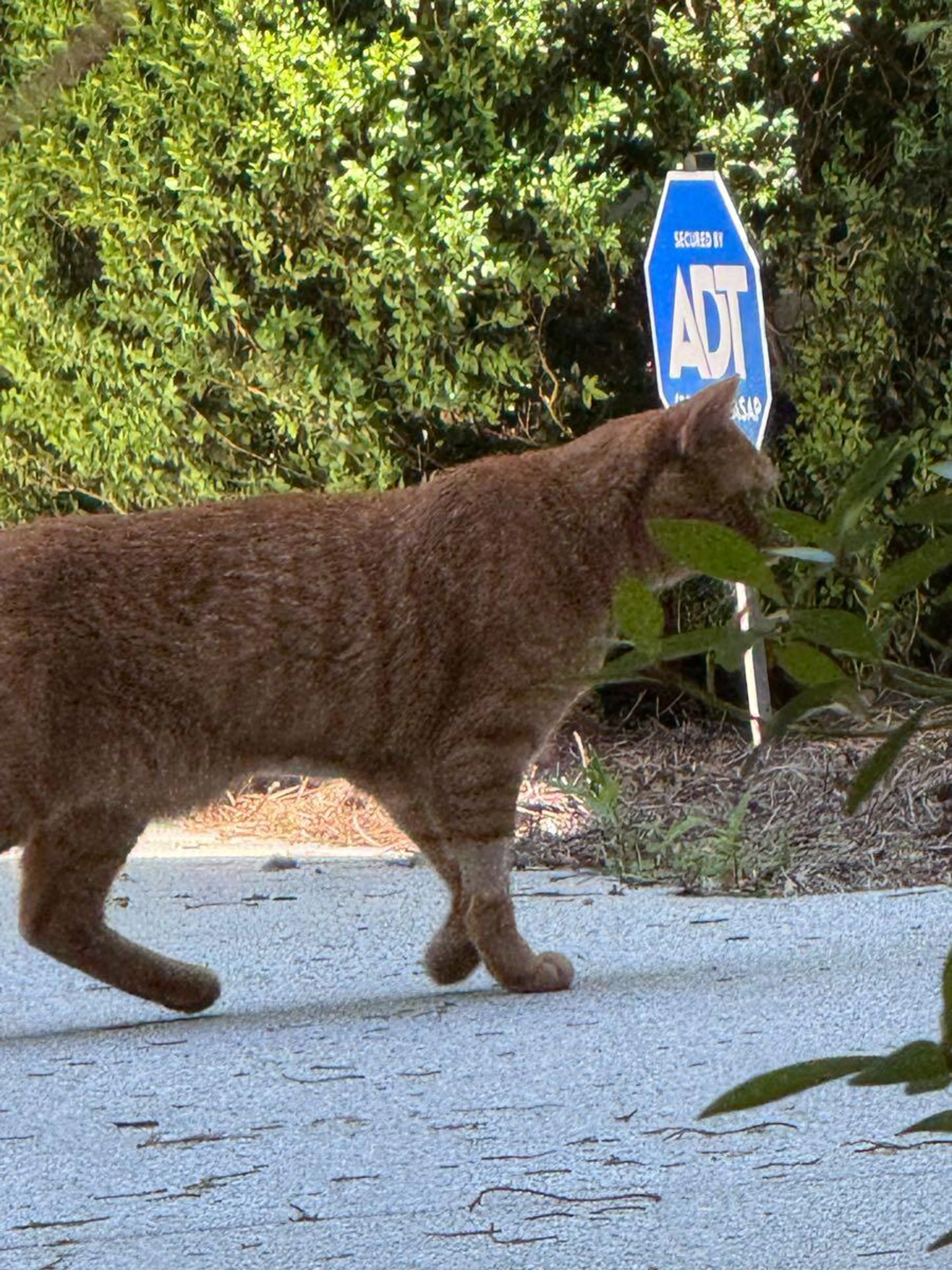 Found pet