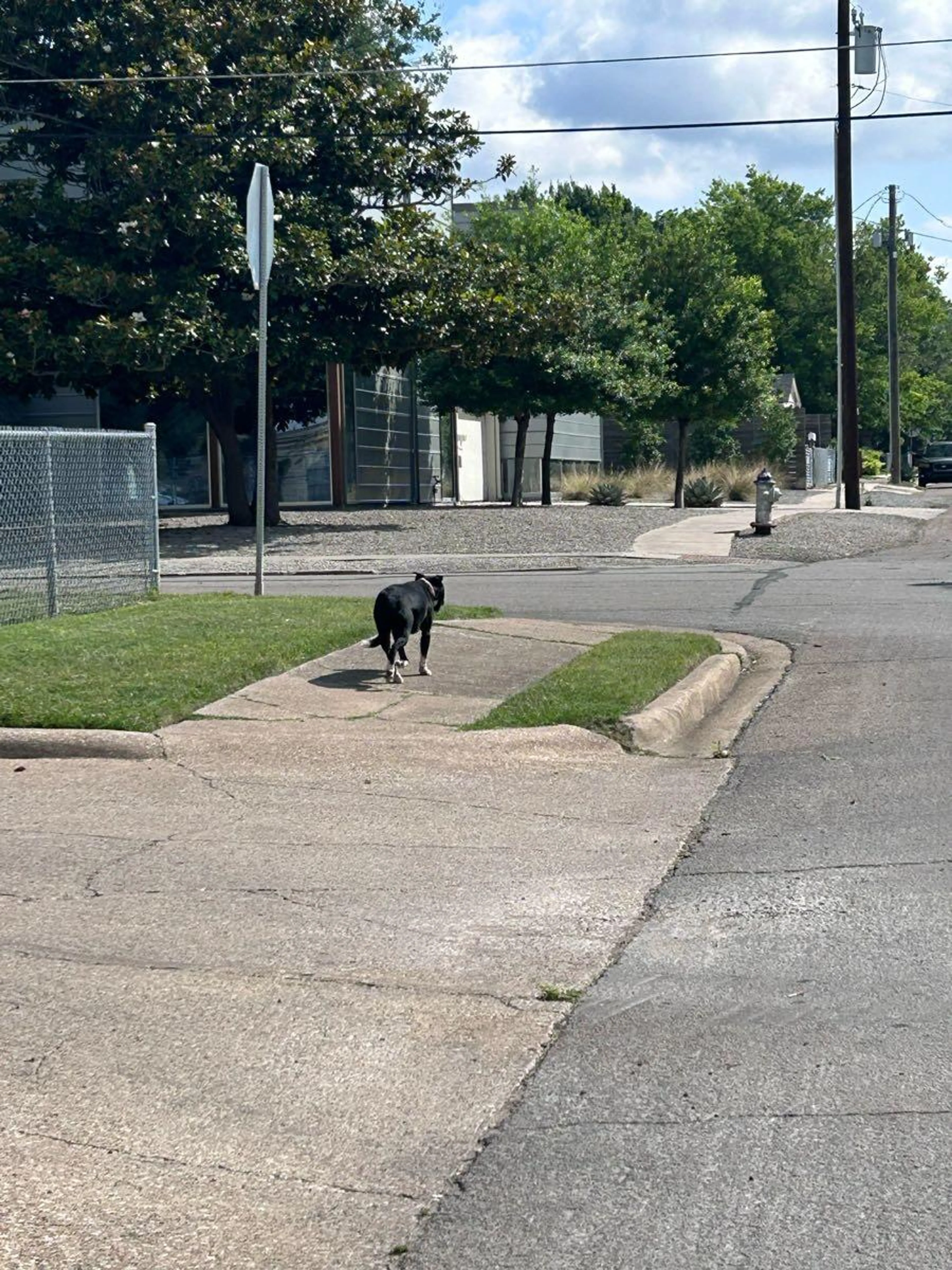 Found pet