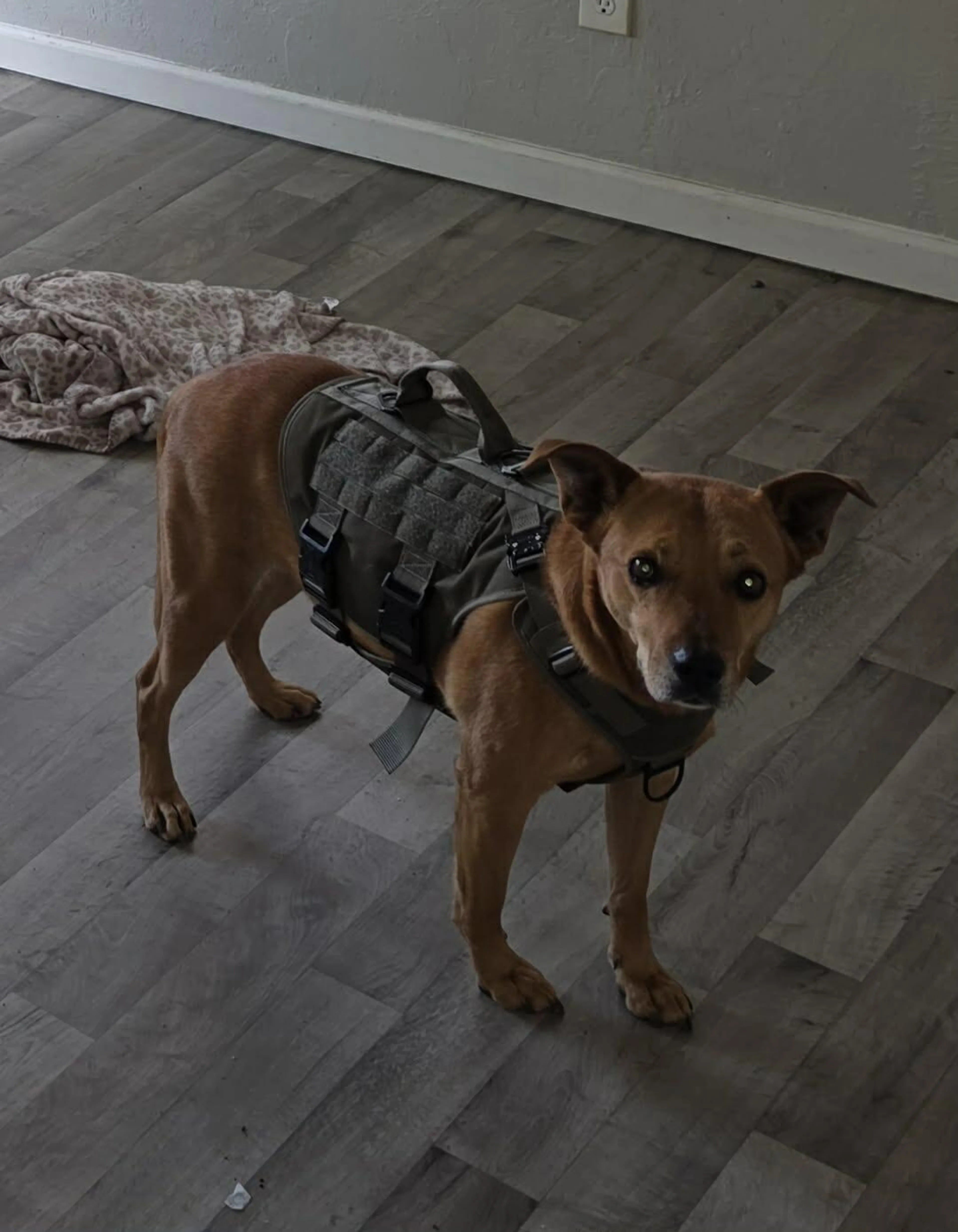 Lost pet