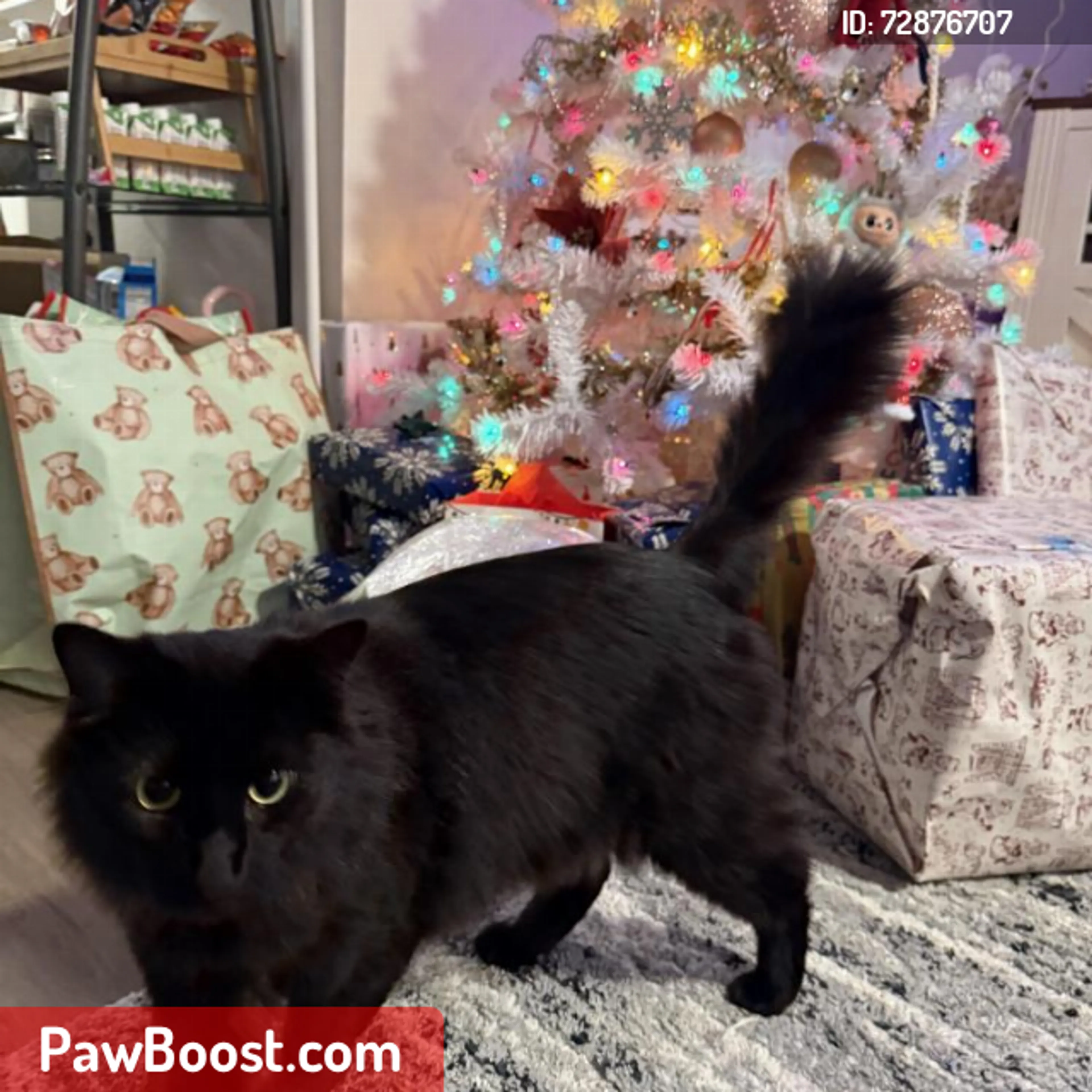 Lost pet