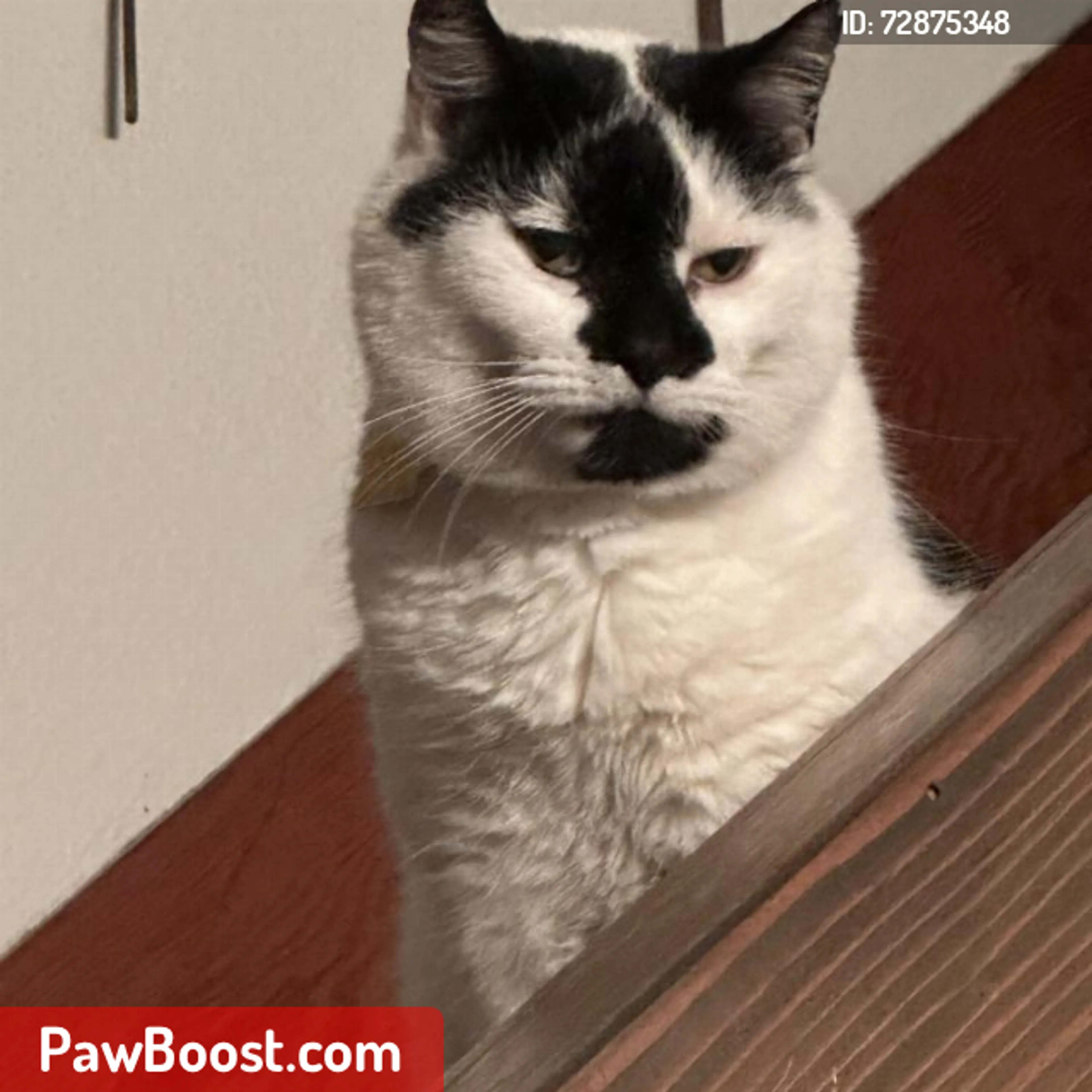 Lost pet
