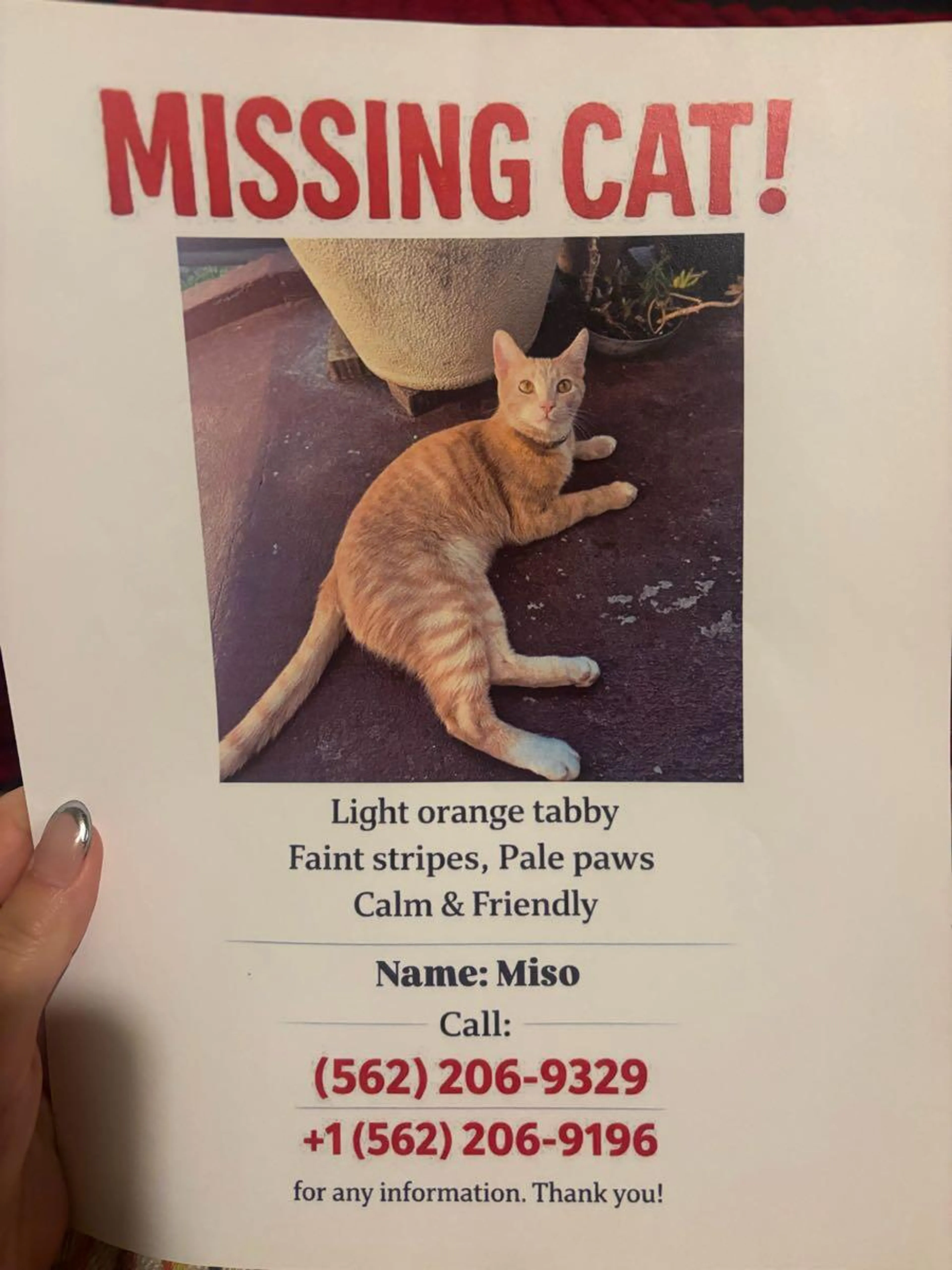 Lost pet