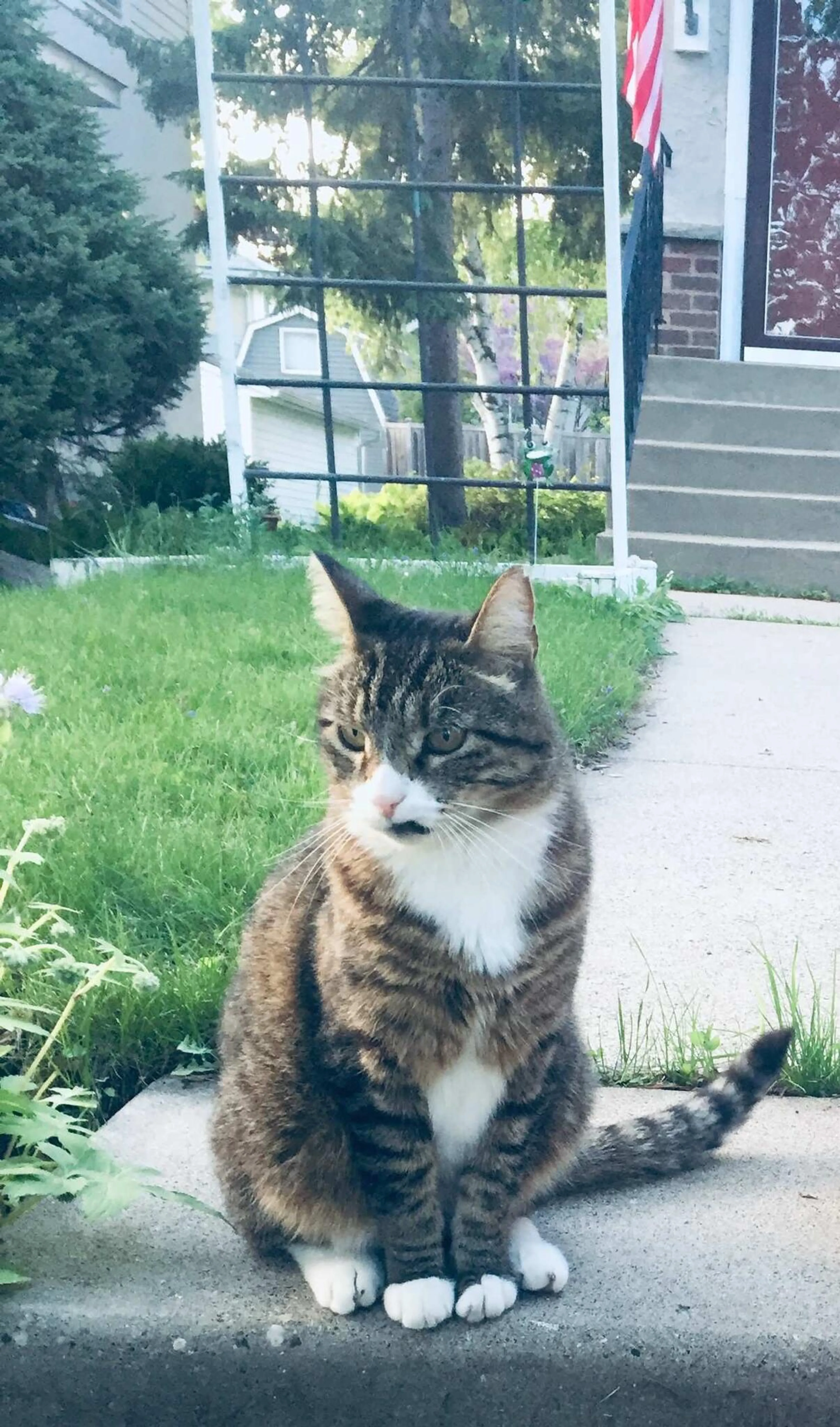 Lost pet