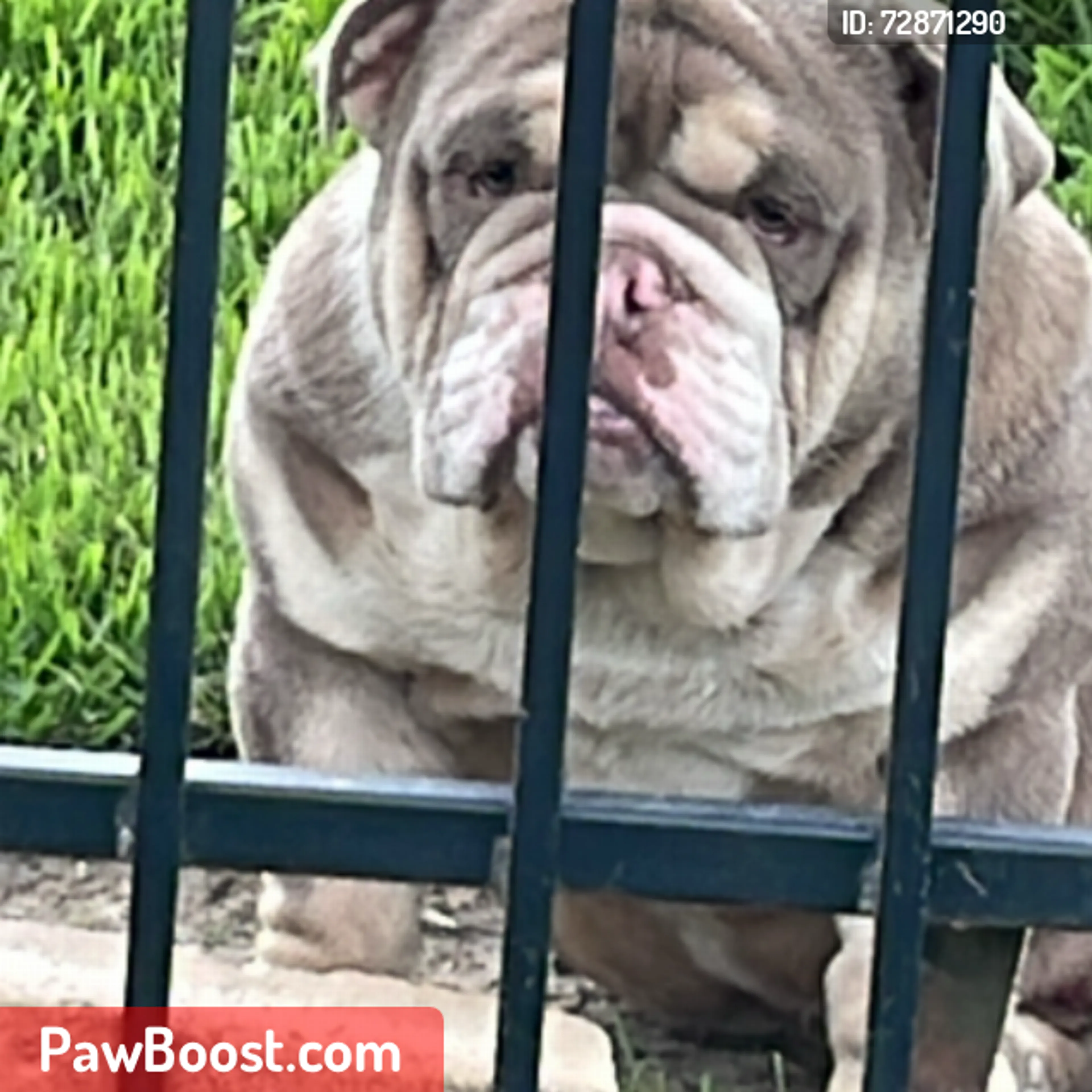 Lost pet