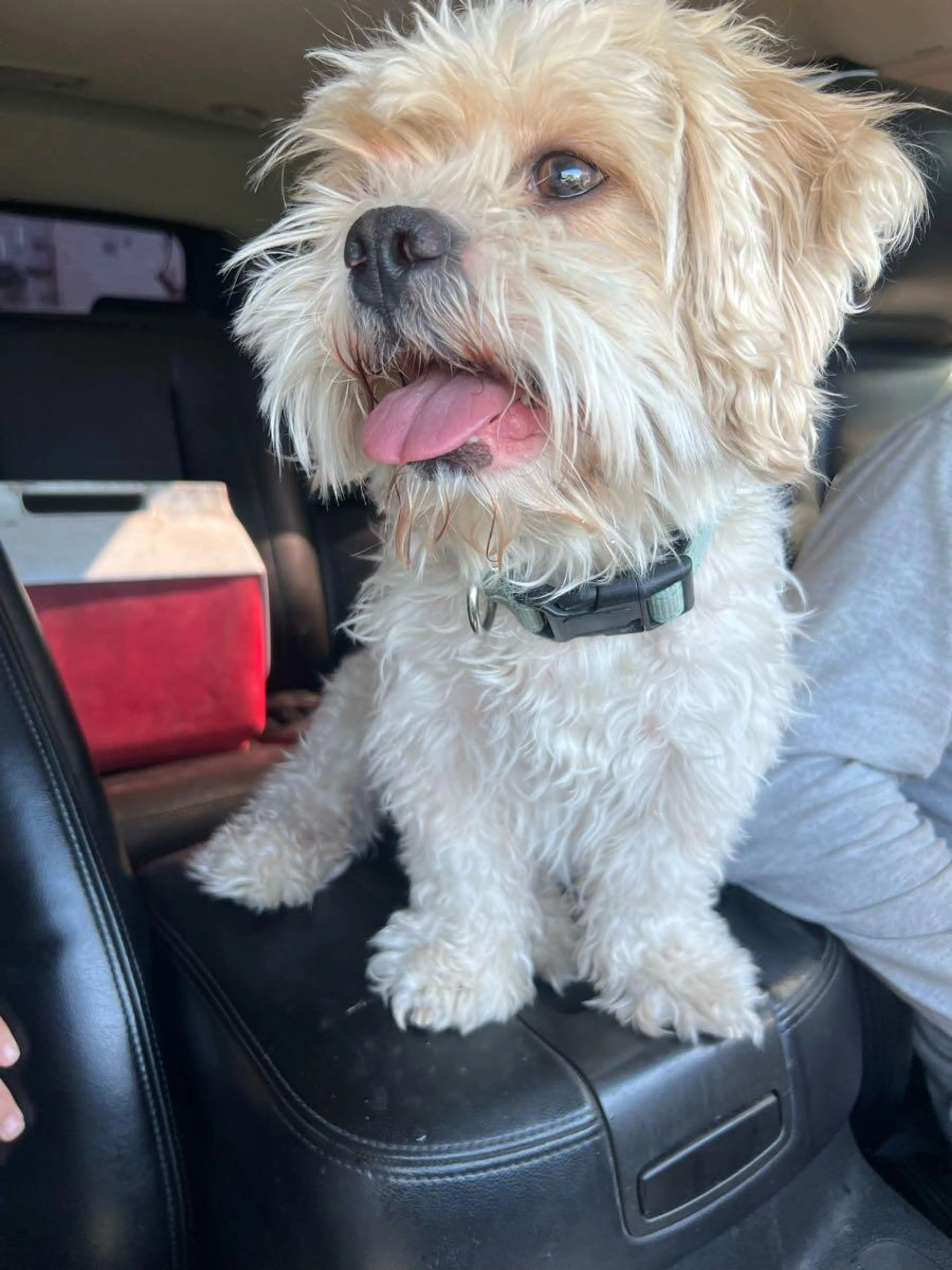Found pet