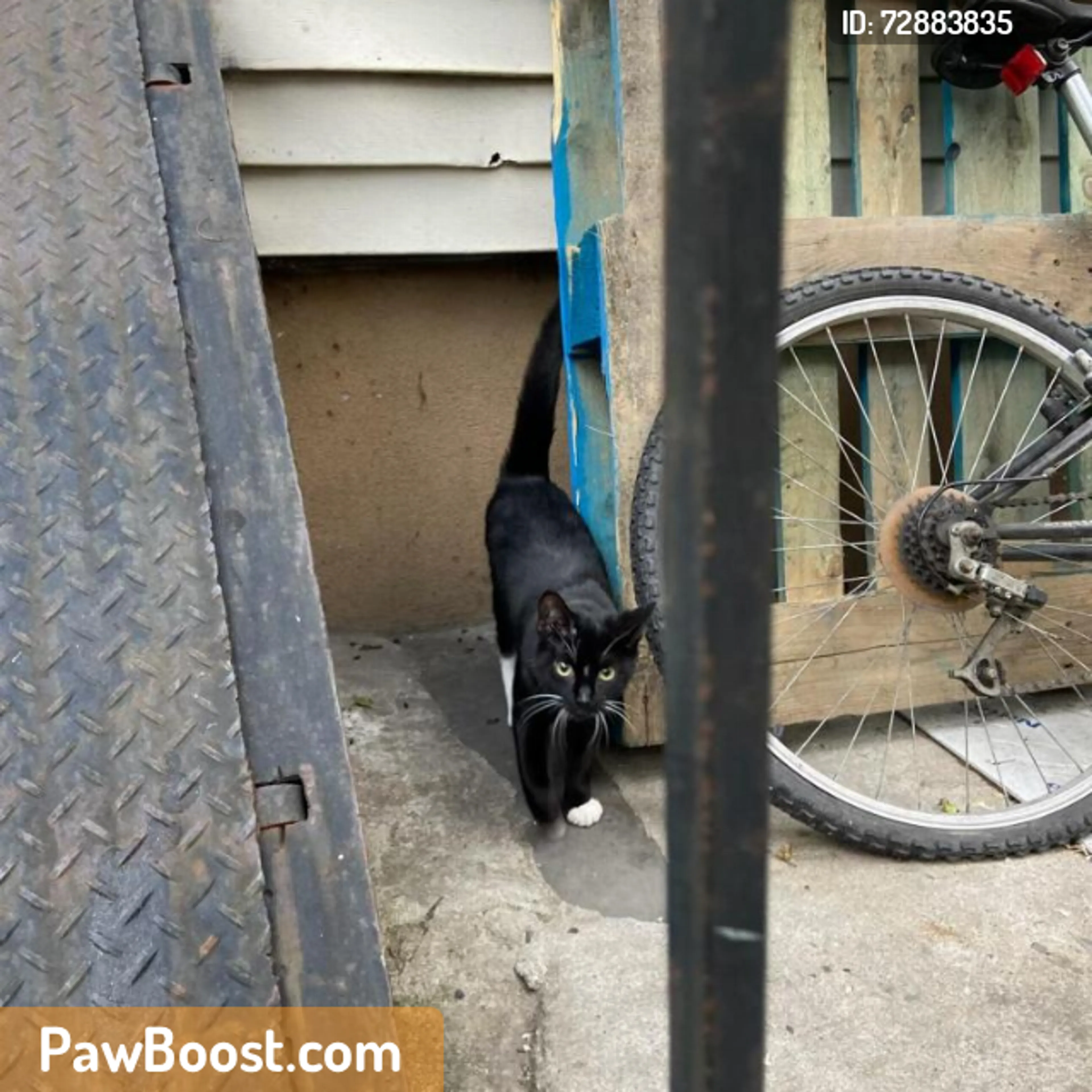 Found pet