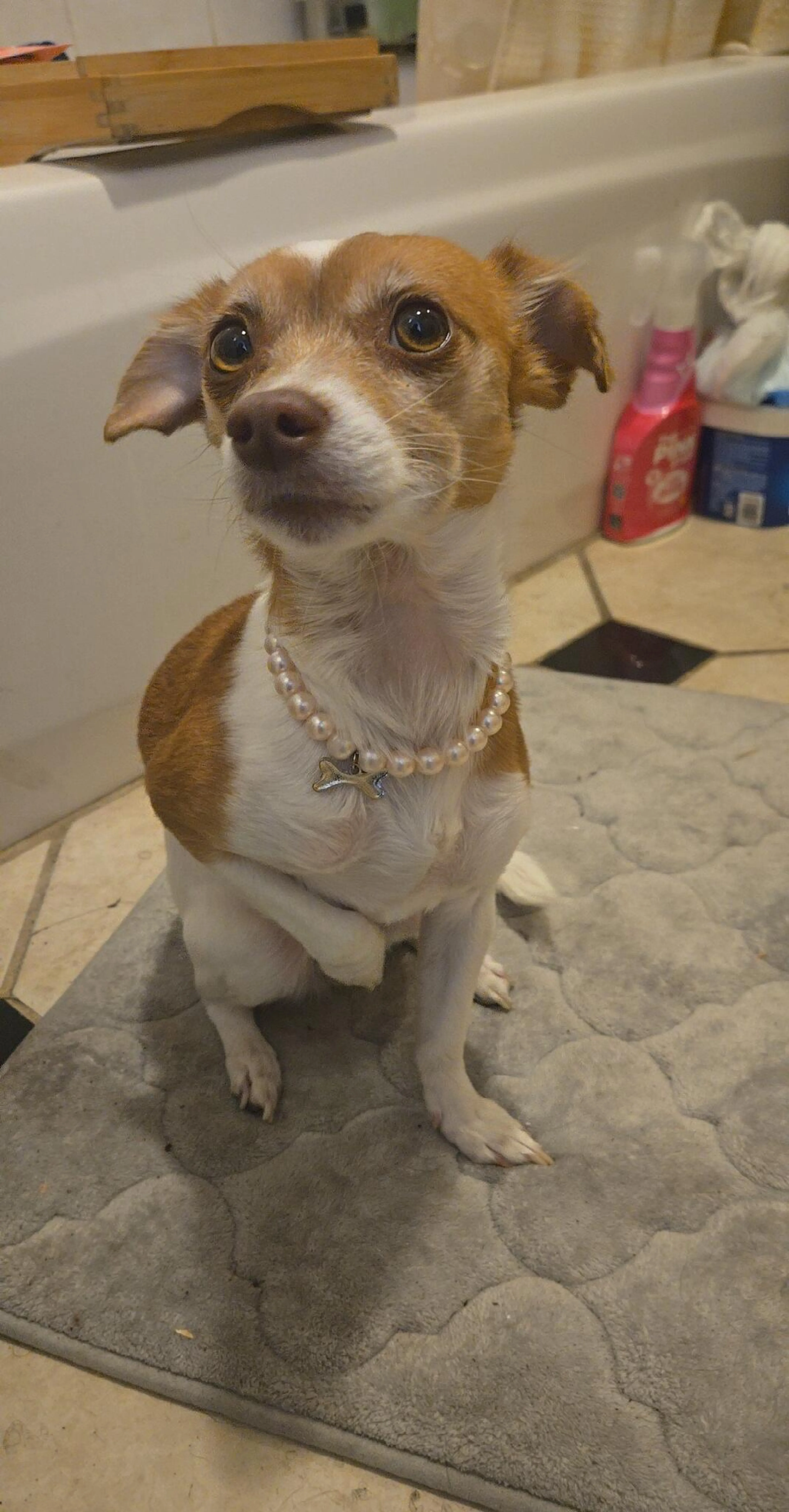 Found pet