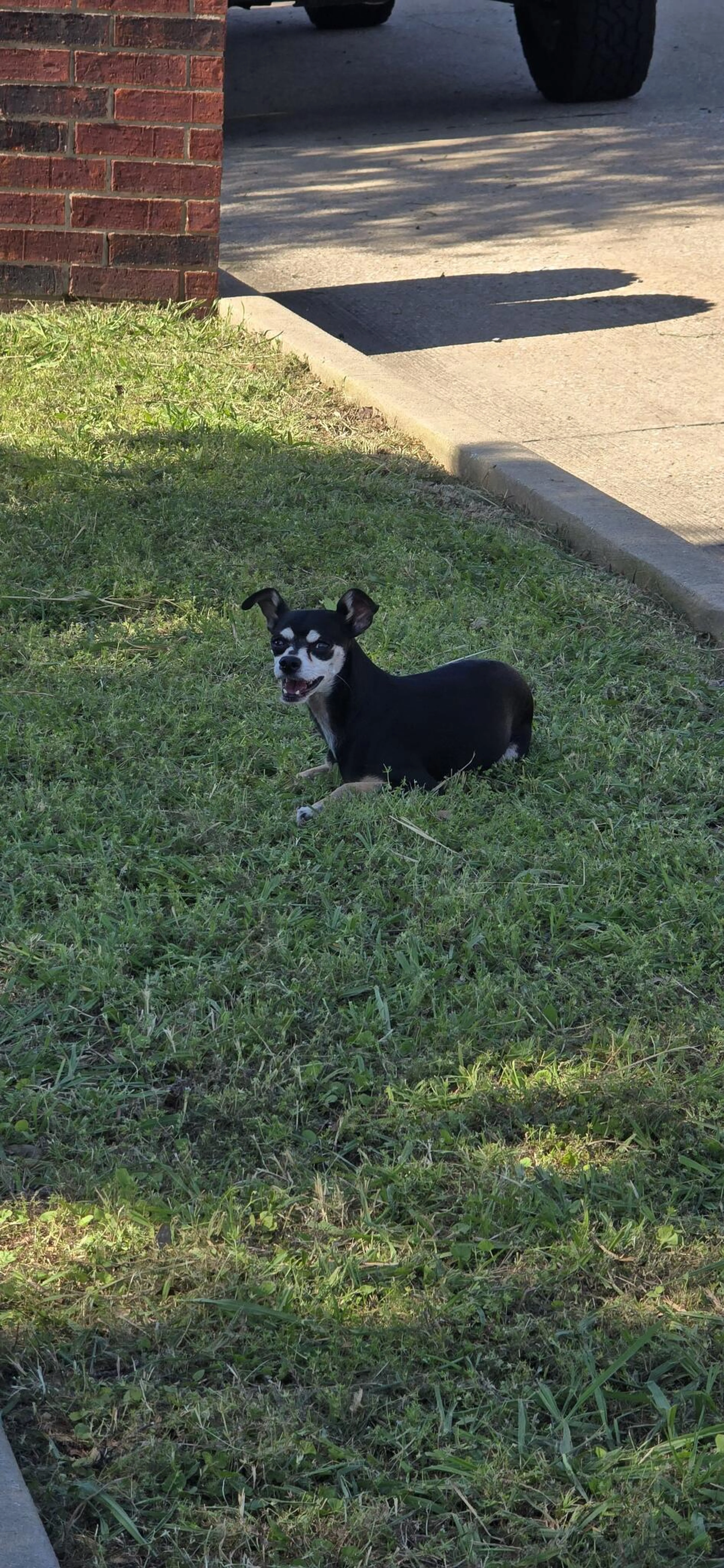 Found pet