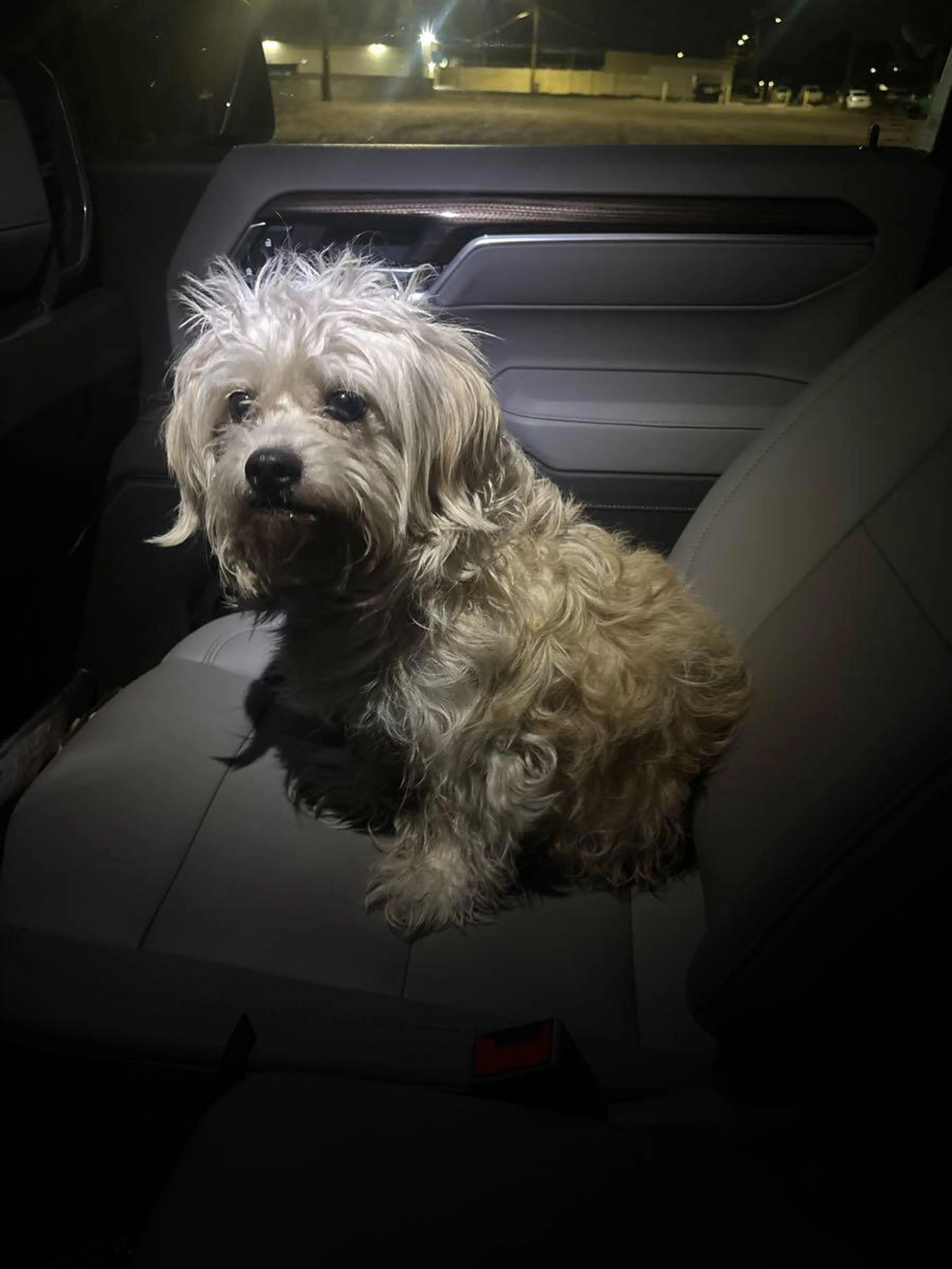 Found pet