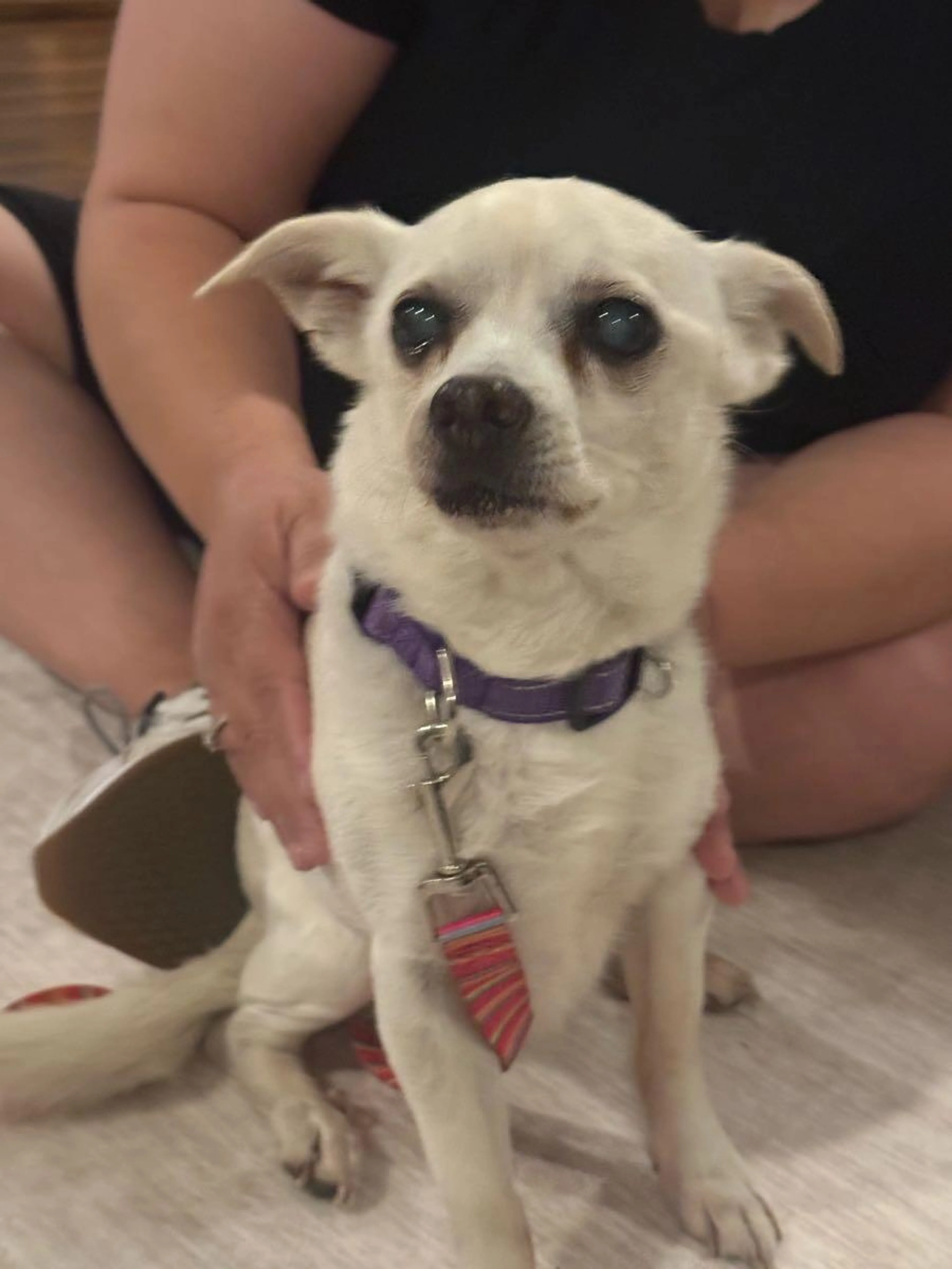 Found pet