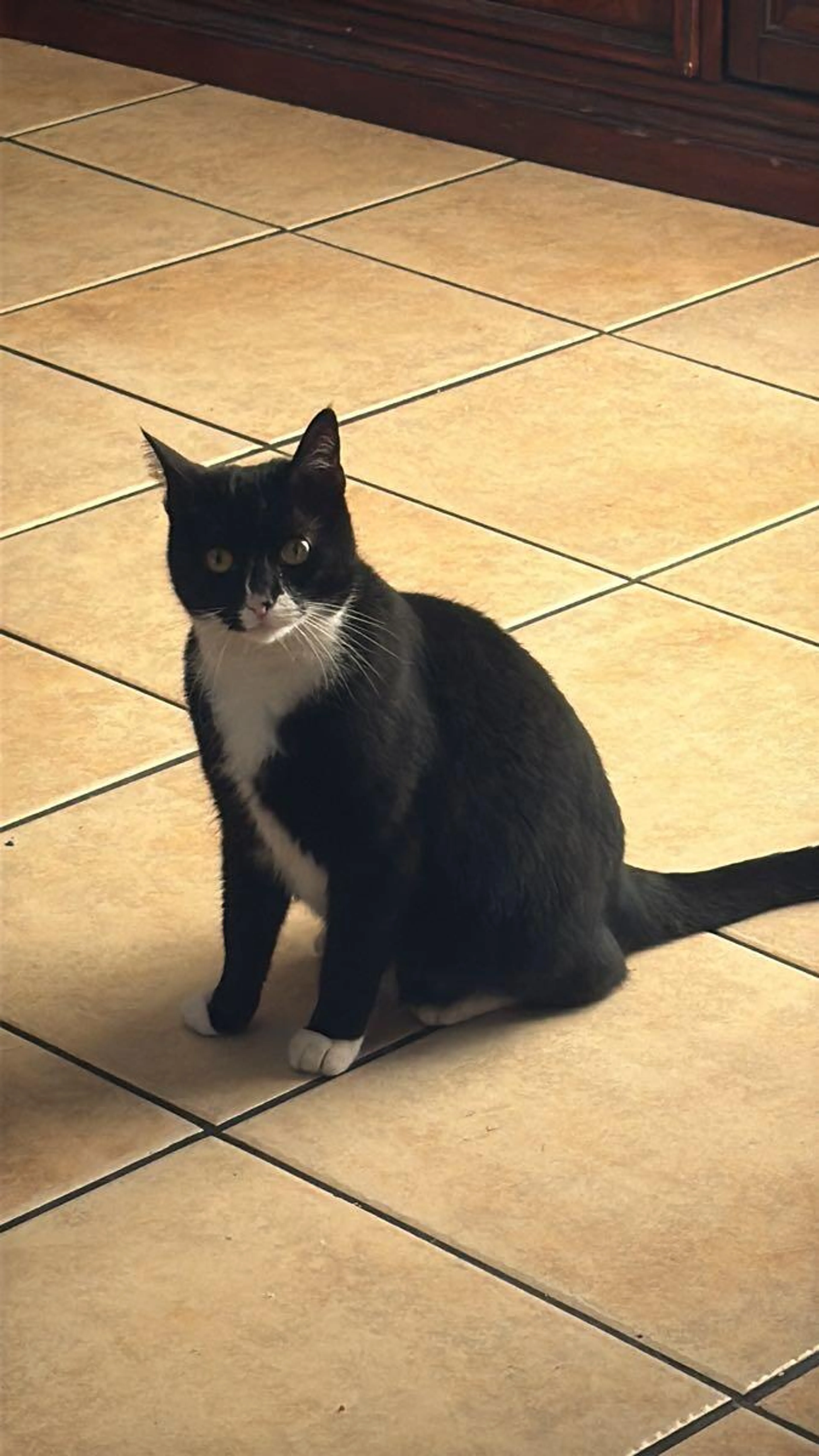 Found pet