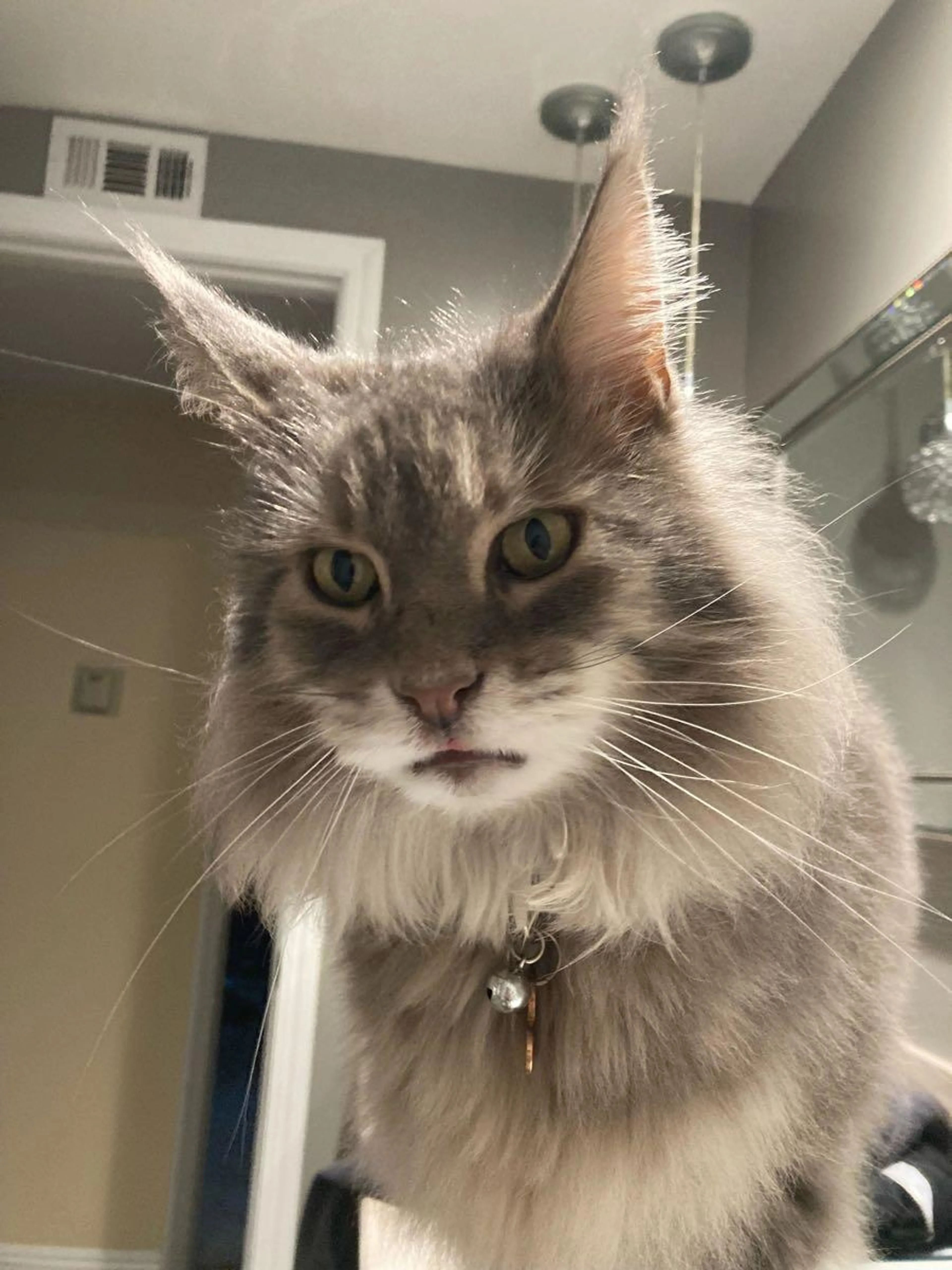 Lost pet