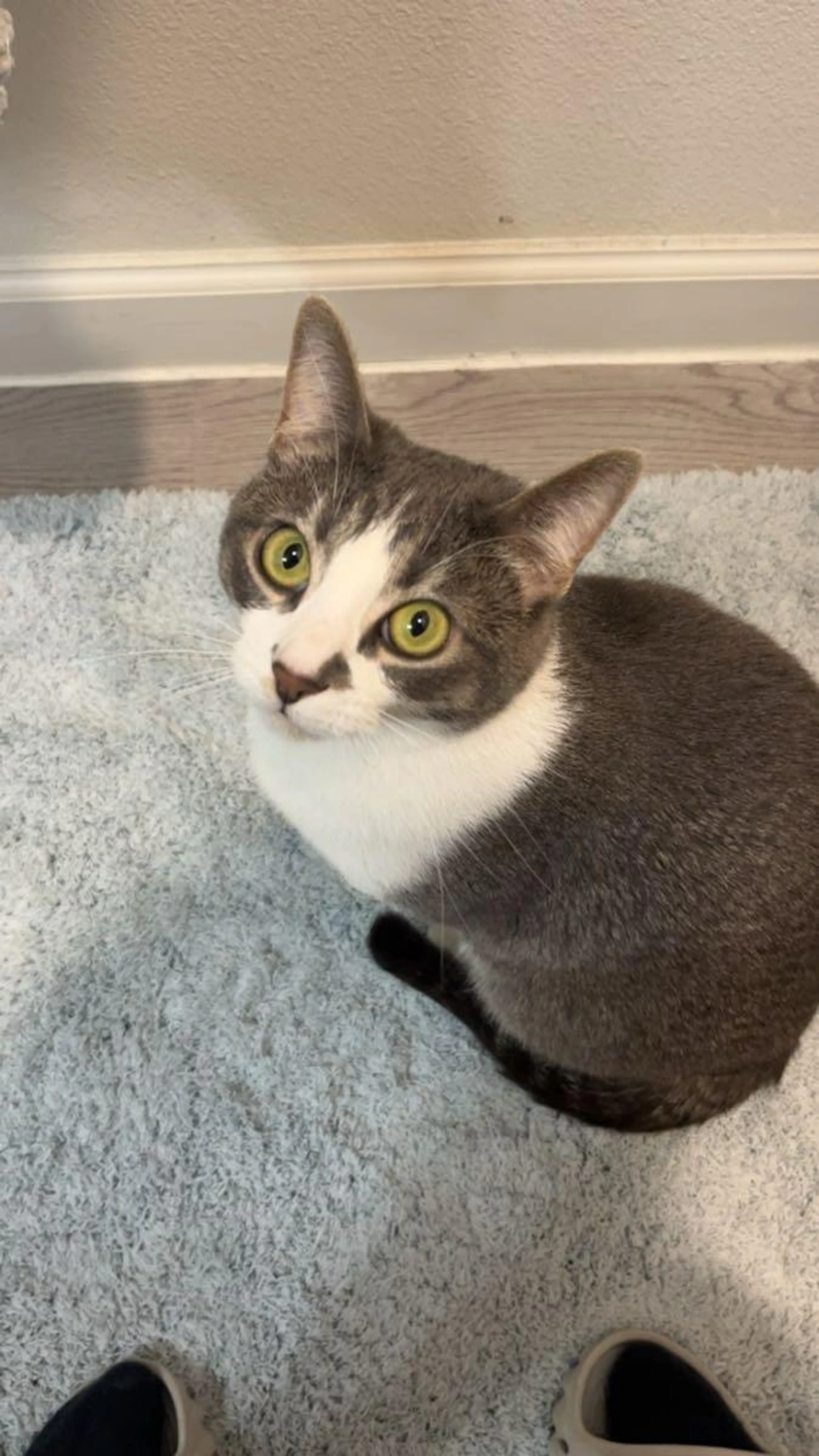 Lost pet