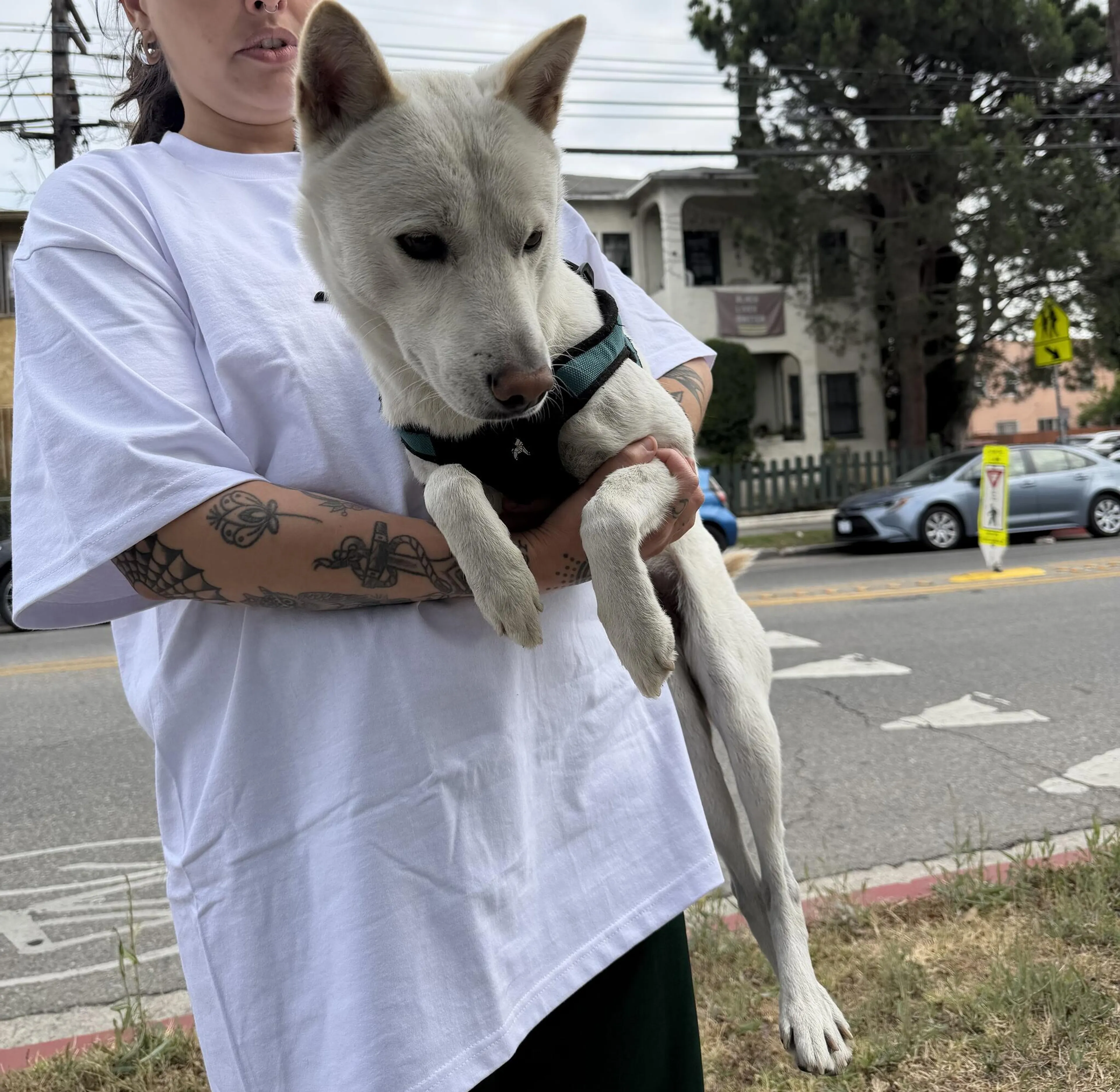 Lost pet