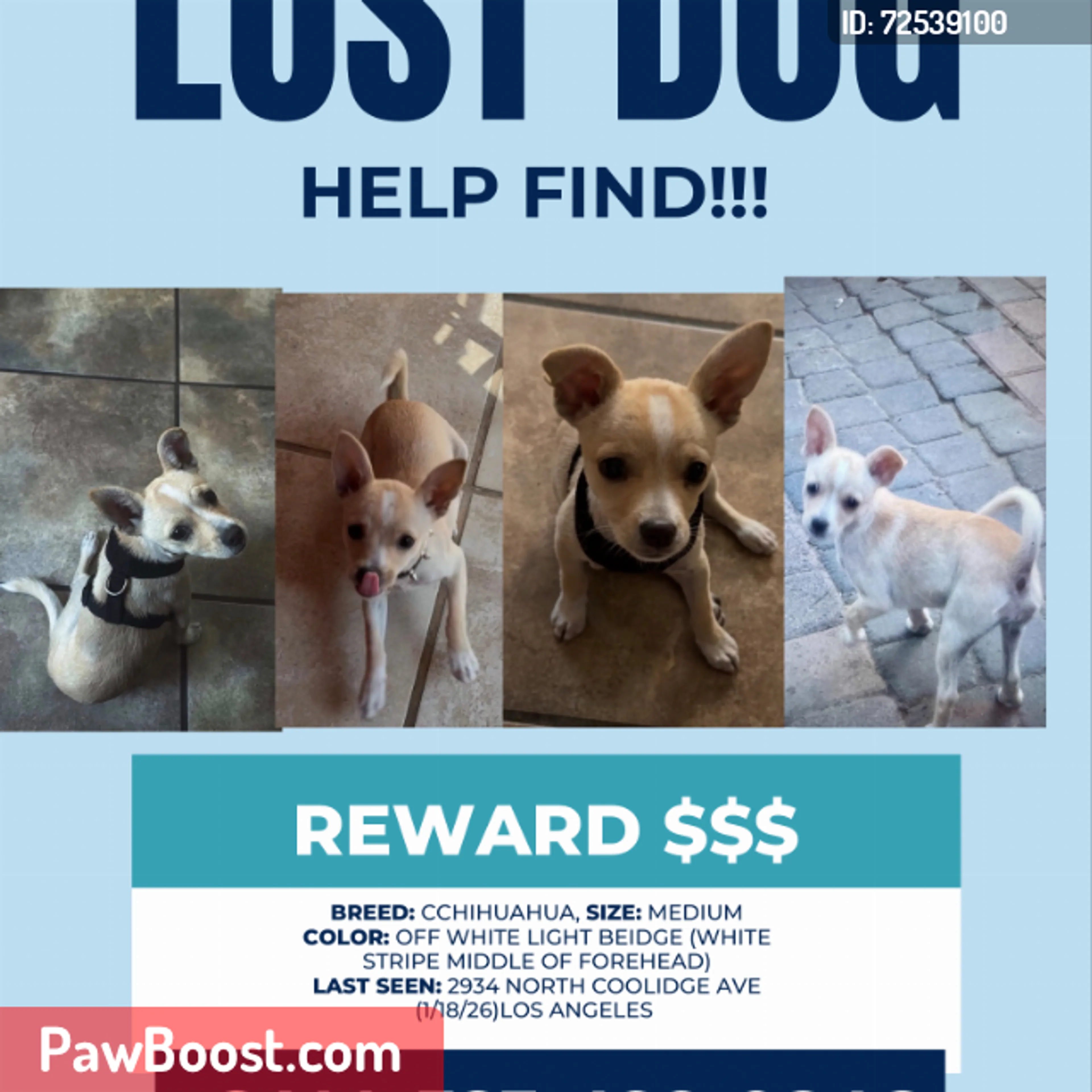Lost pet