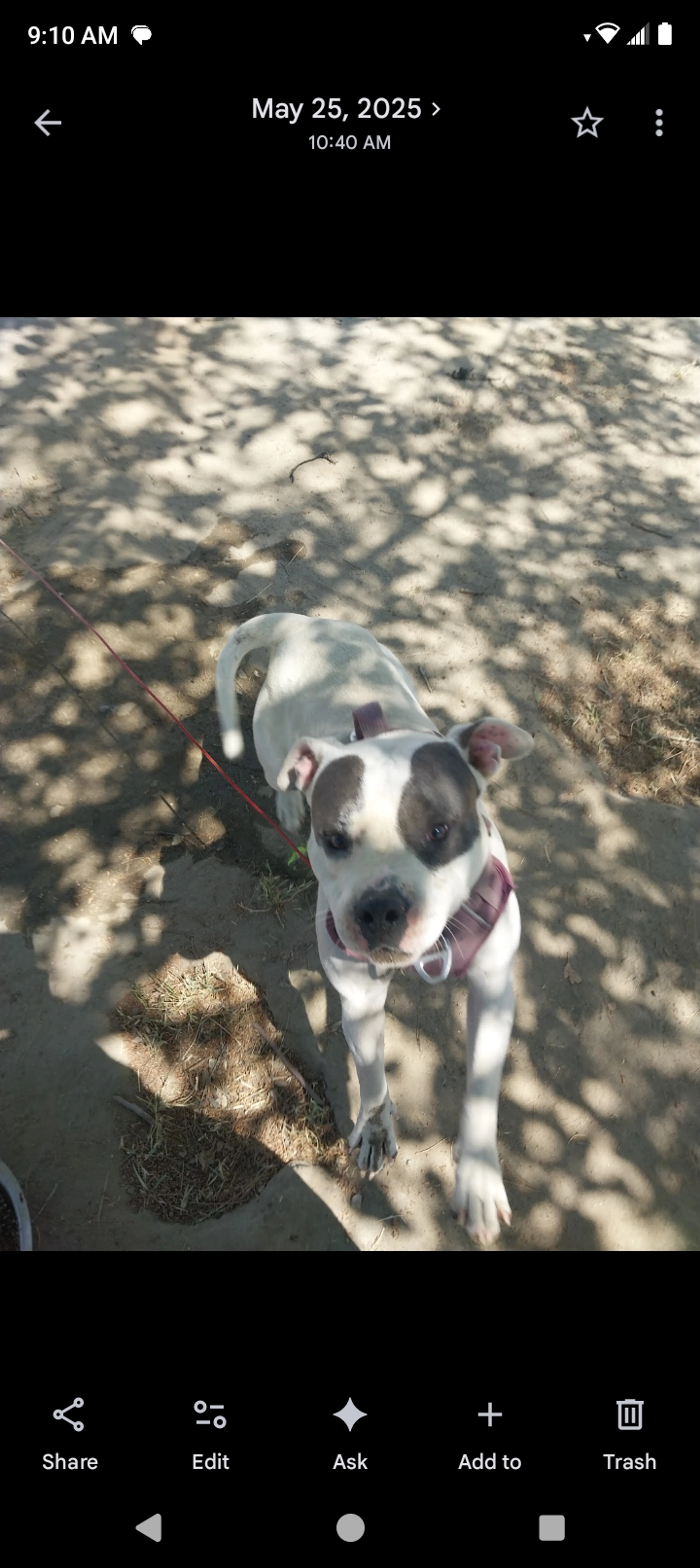 Lost pet