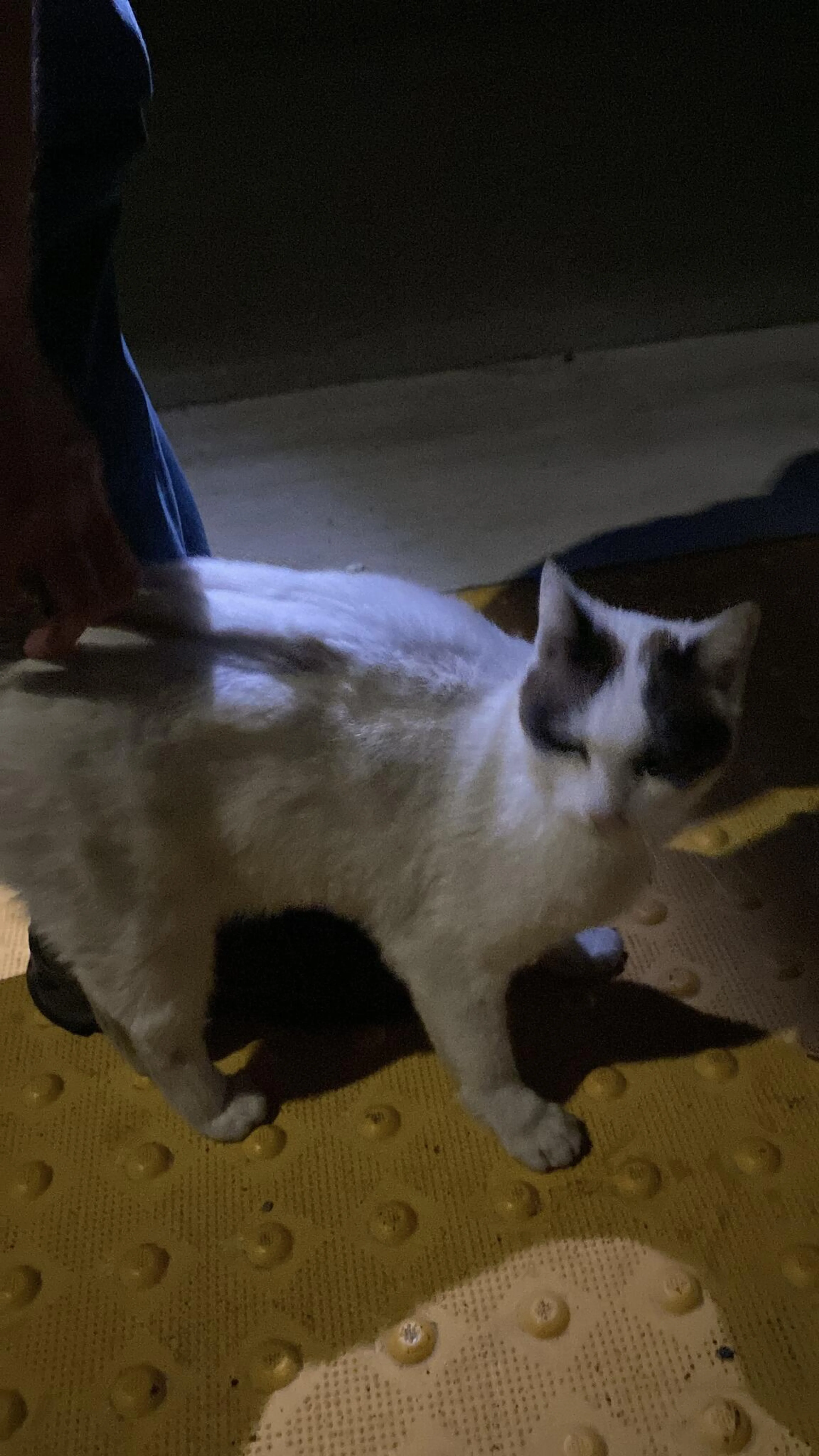Found pet