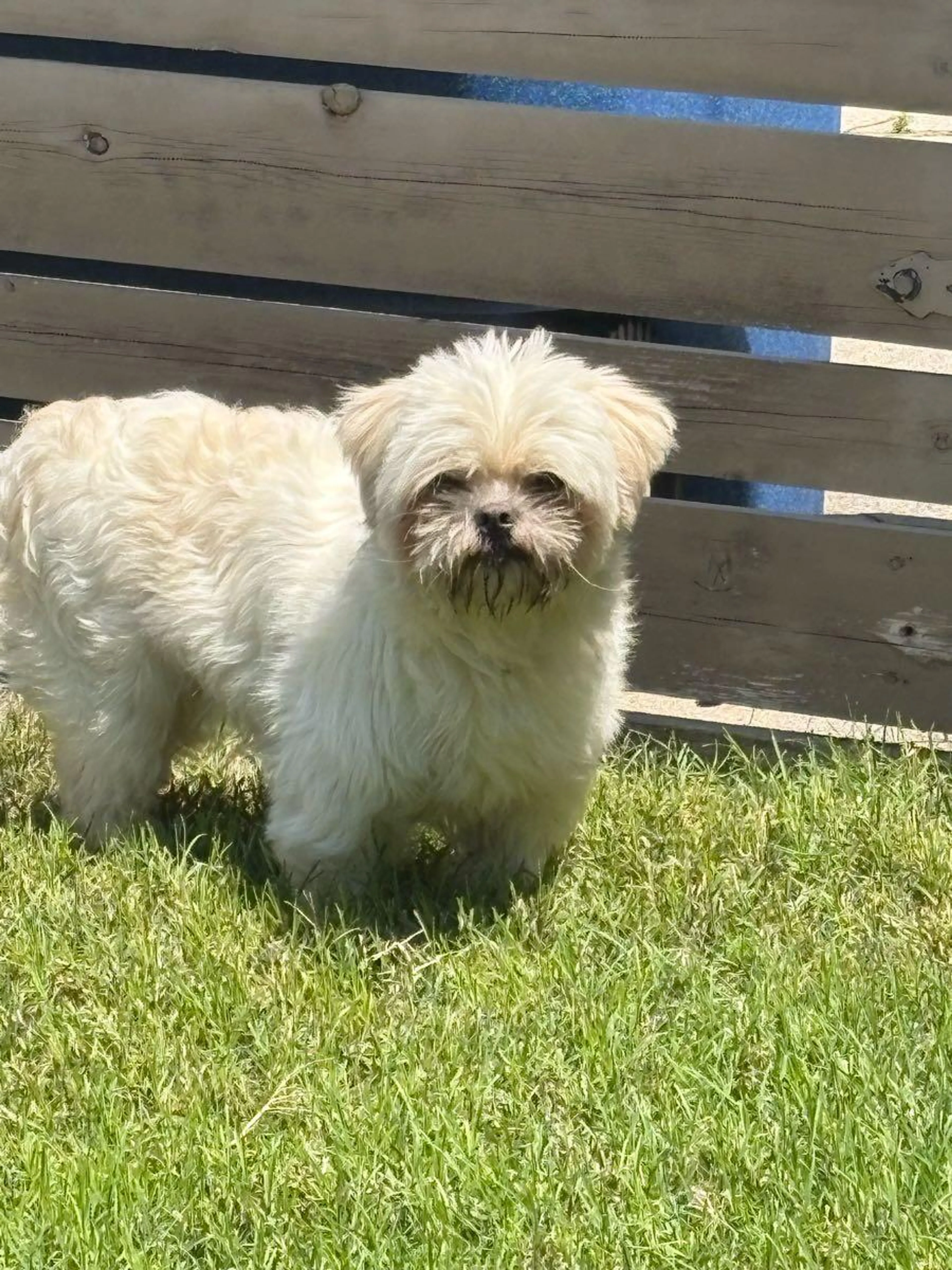 Found pet