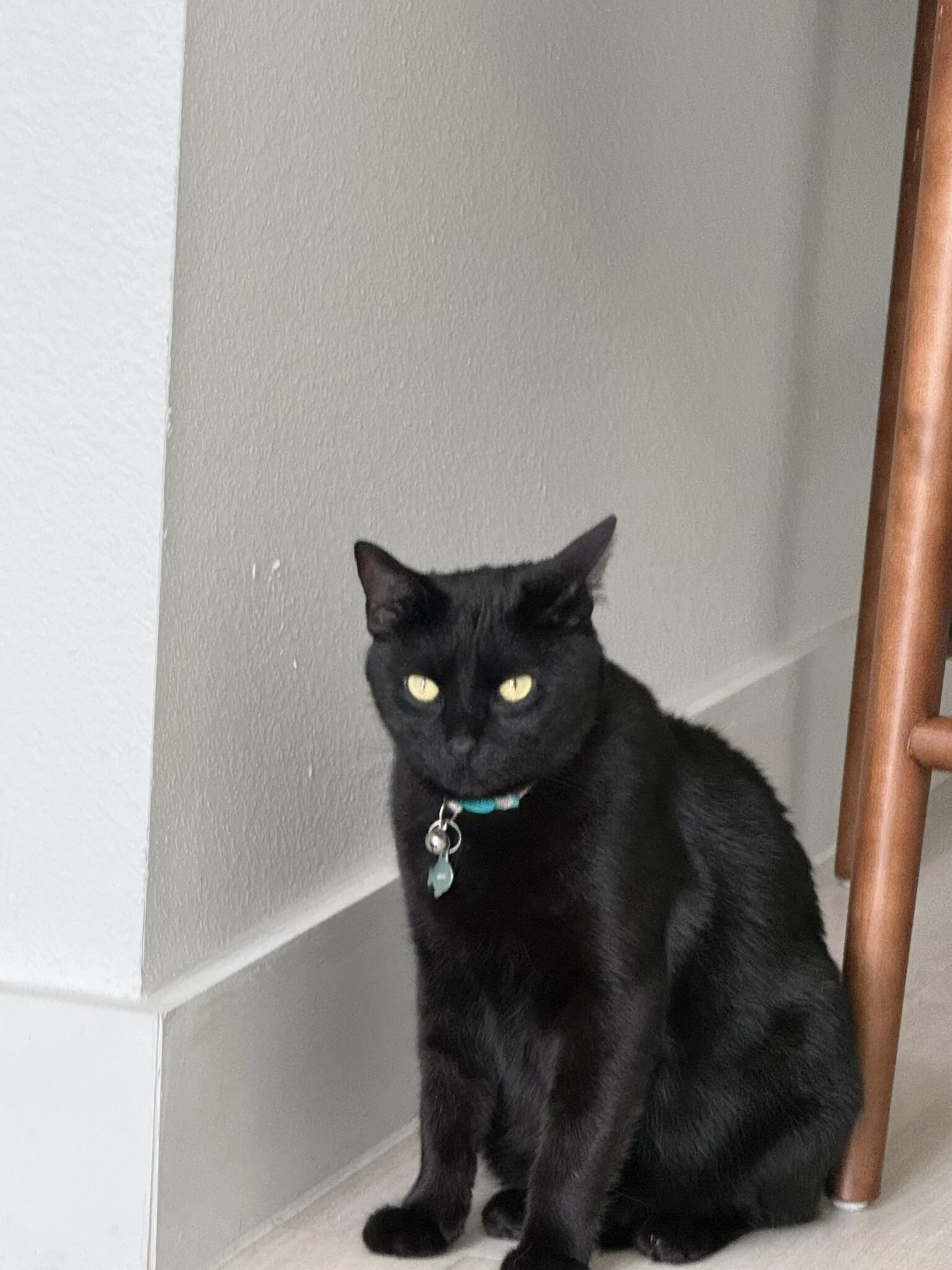 Lost pet