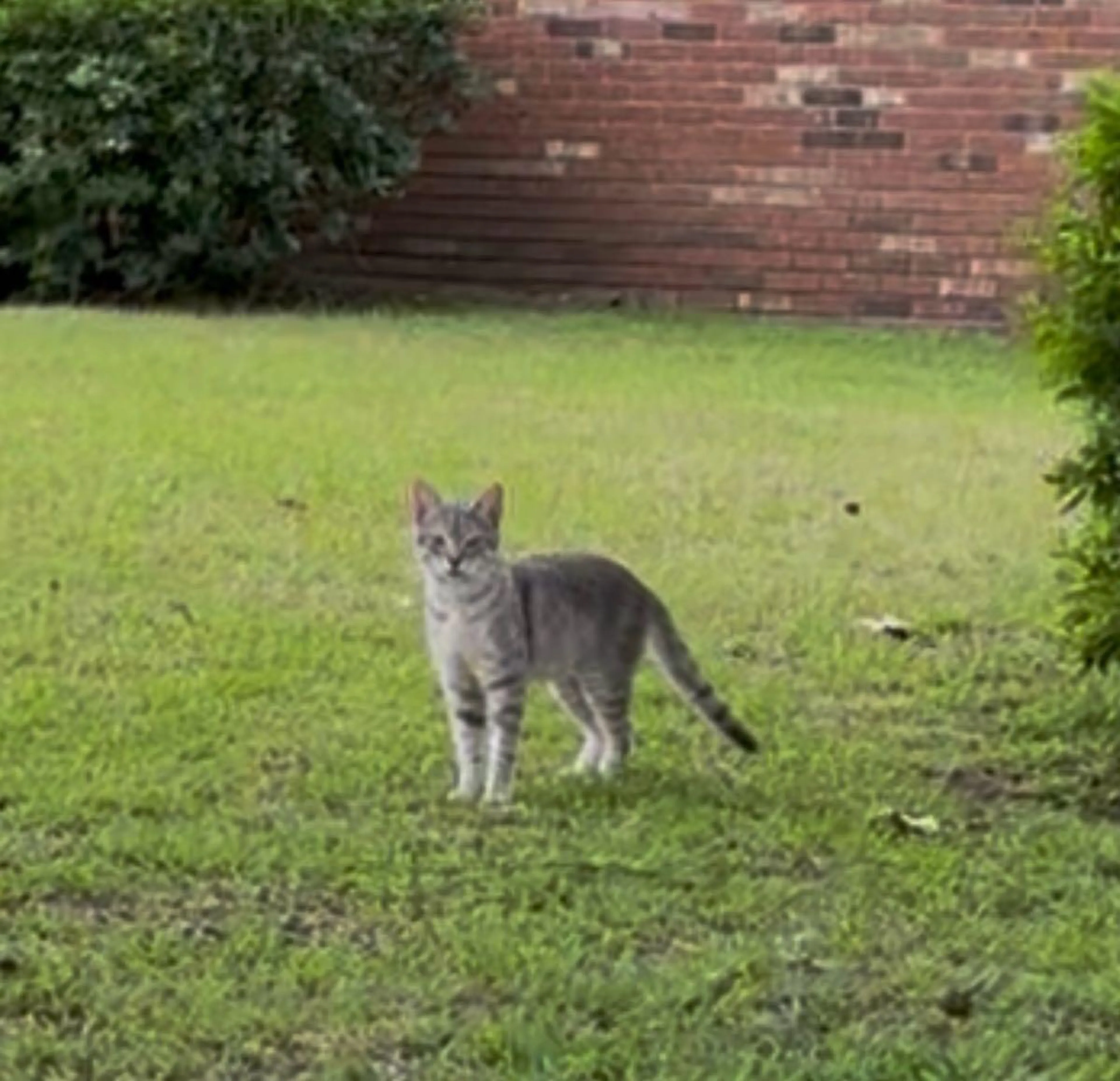 Found pet