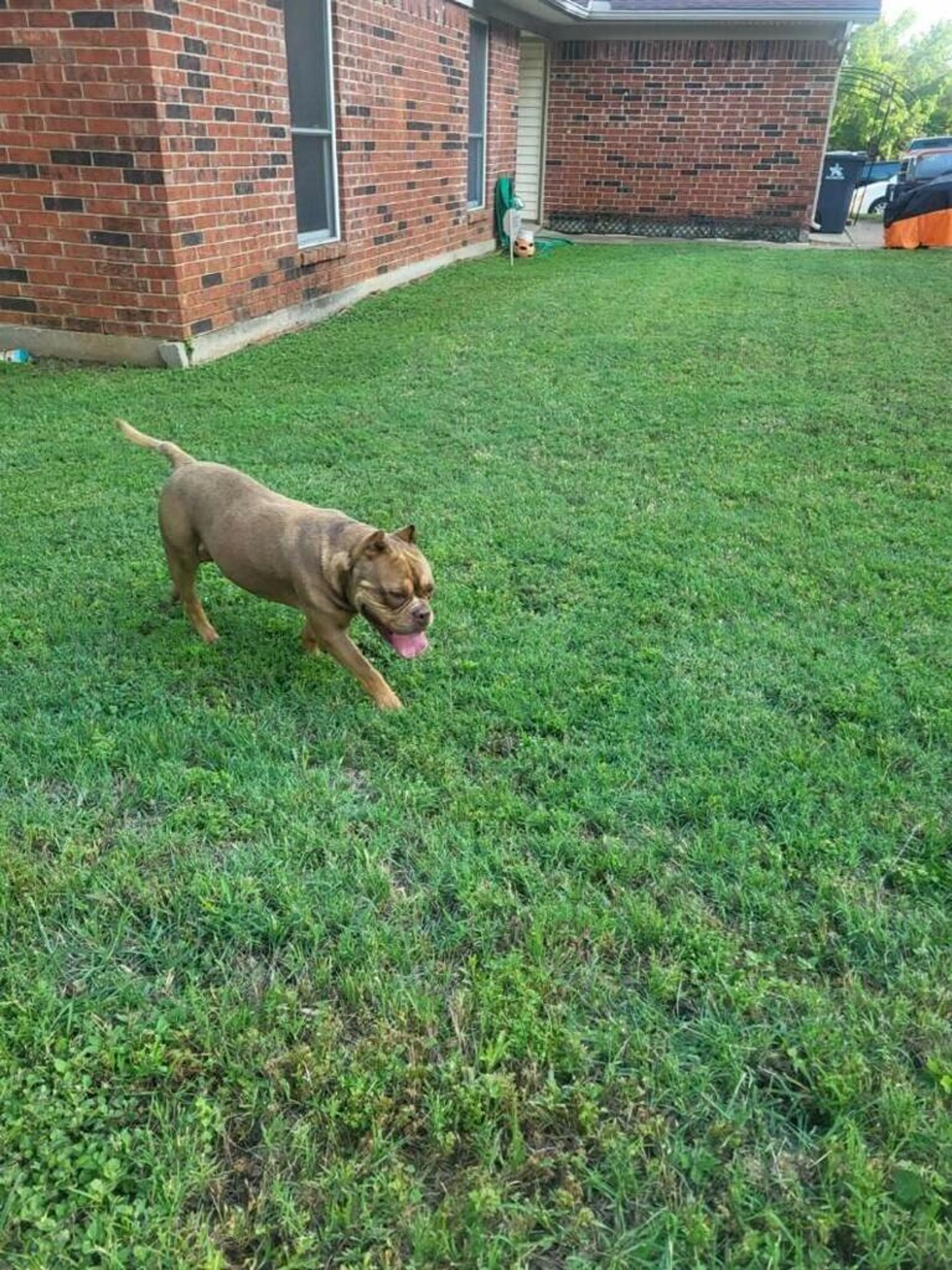 Found pet