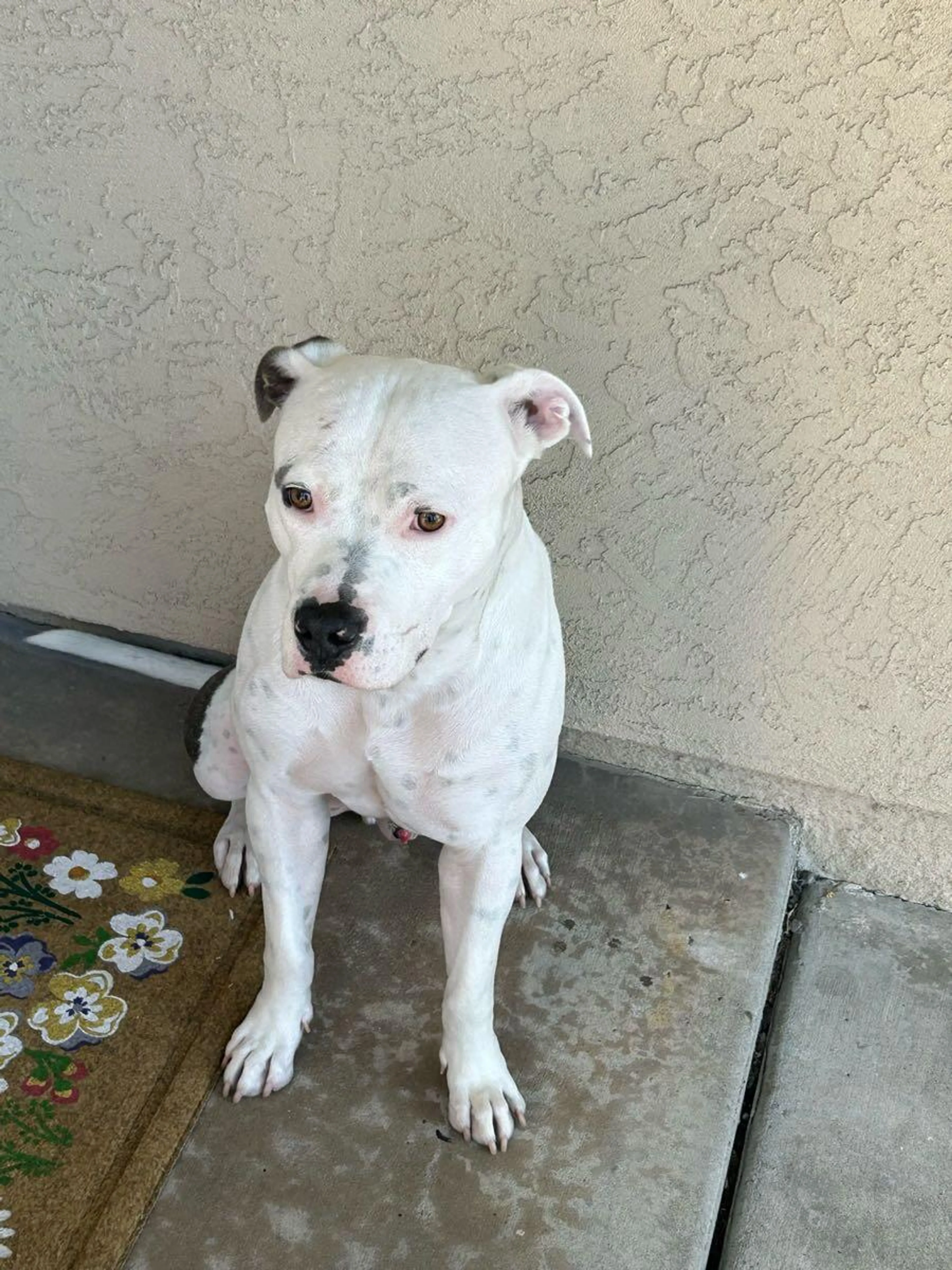 Found pet