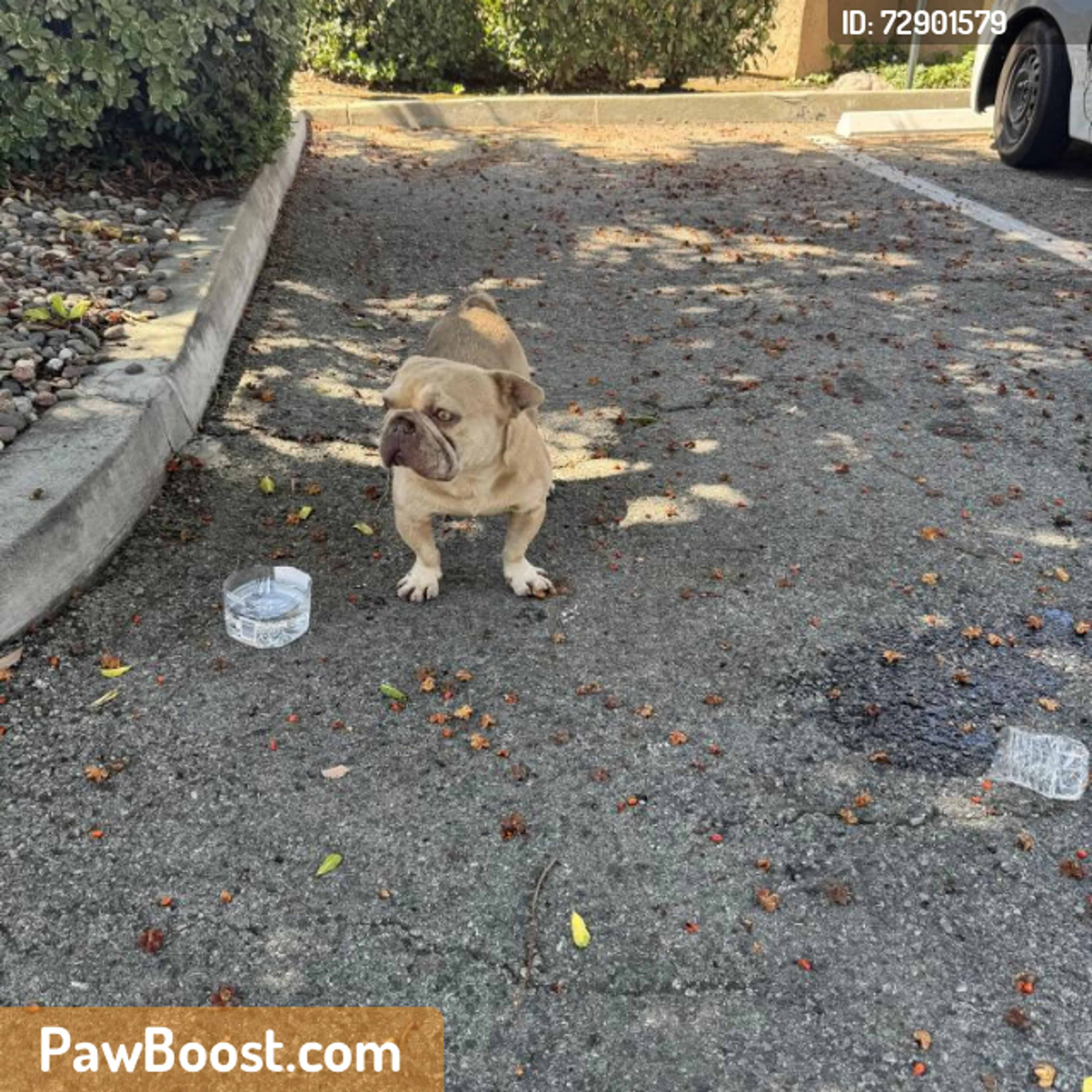 Found pet