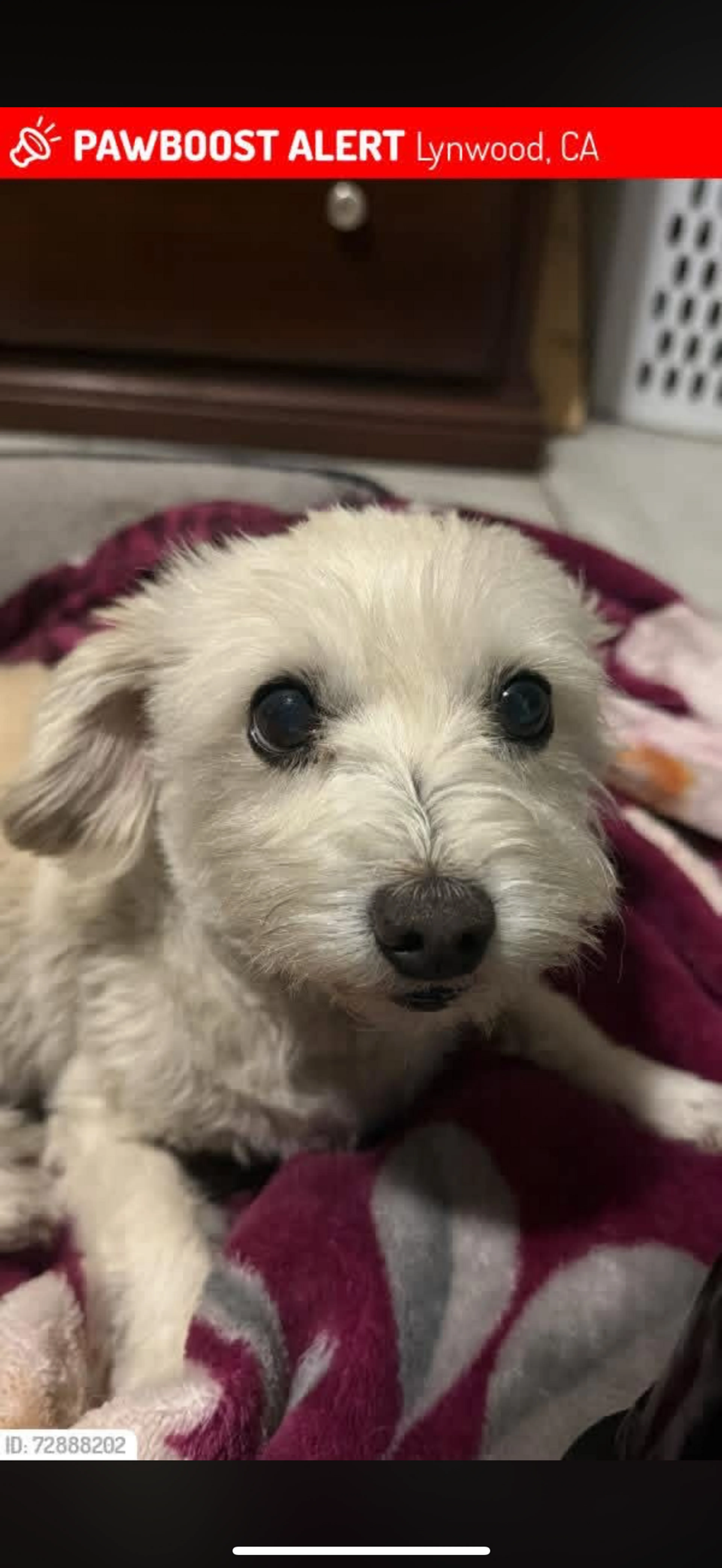 Lost pet