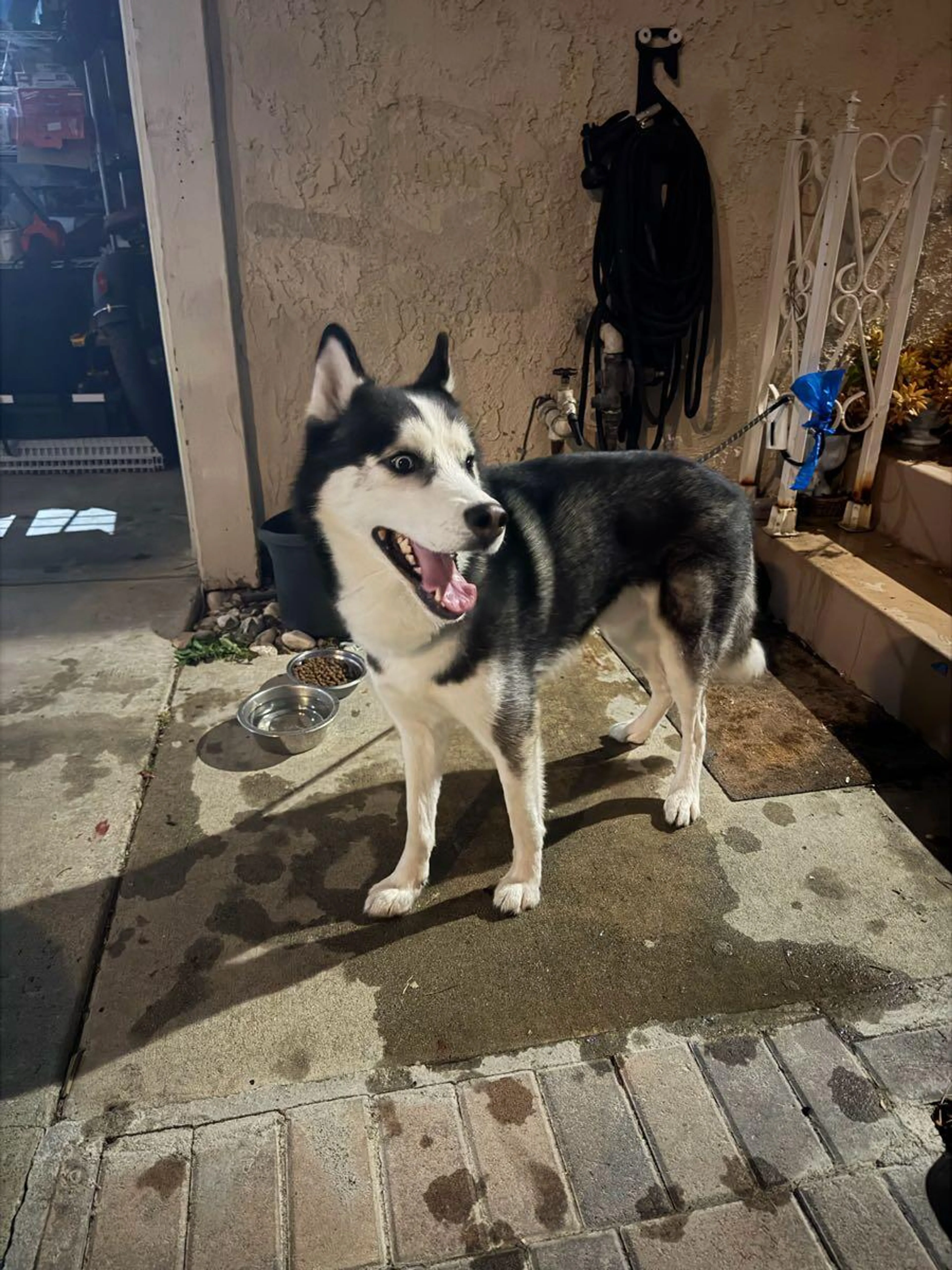 Found pet