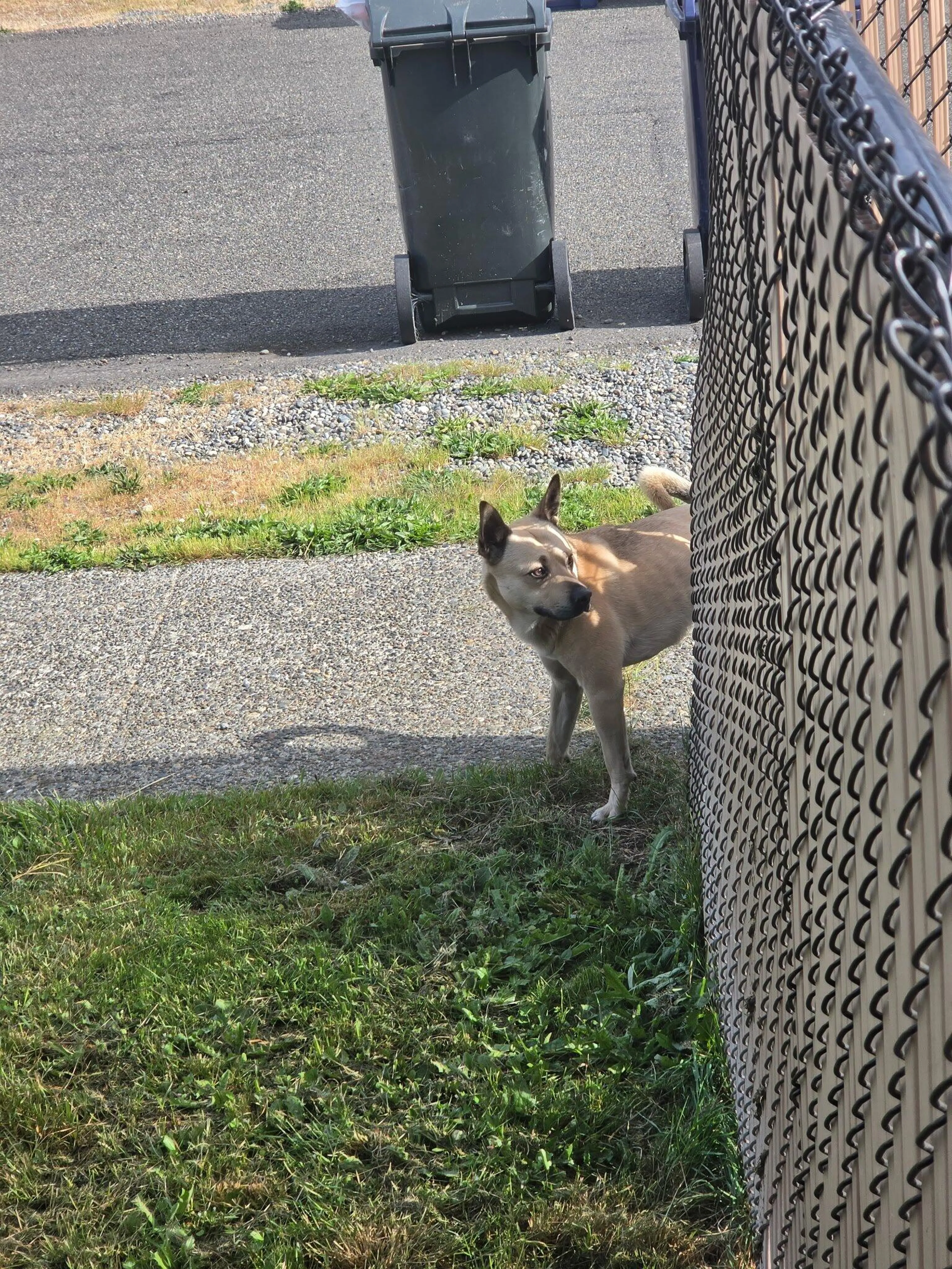 Found pet