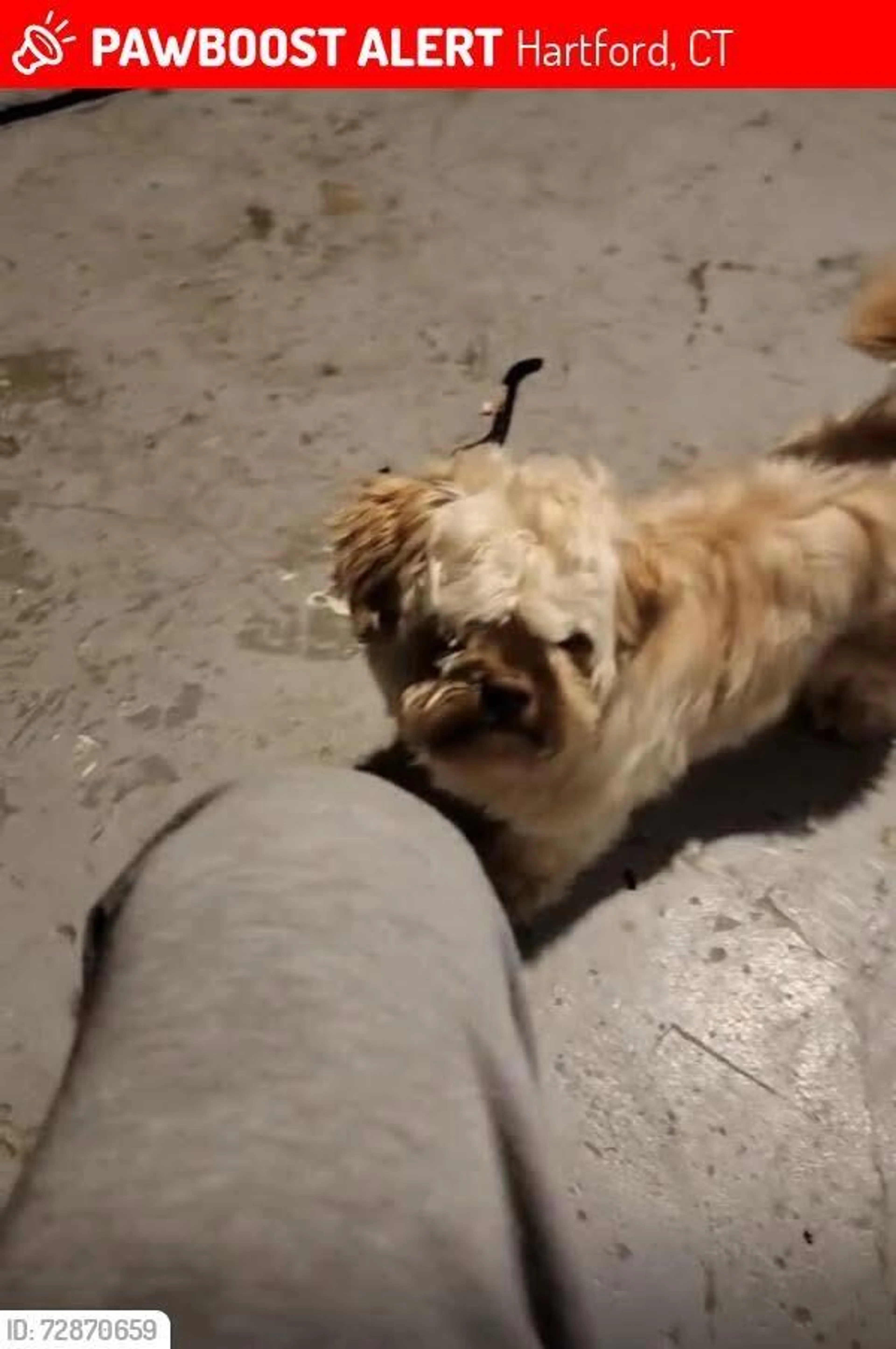 Lost pet