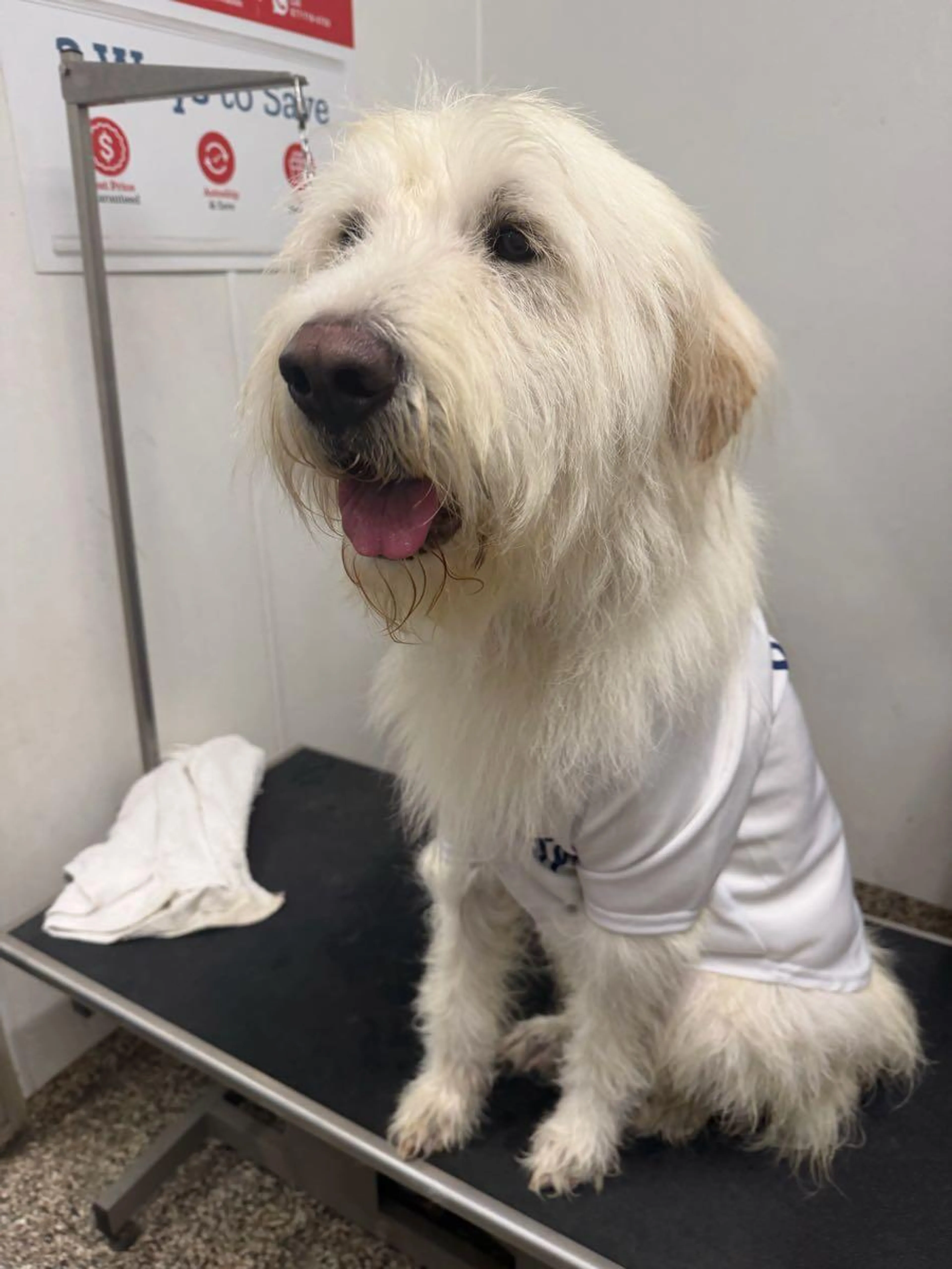 Found pet