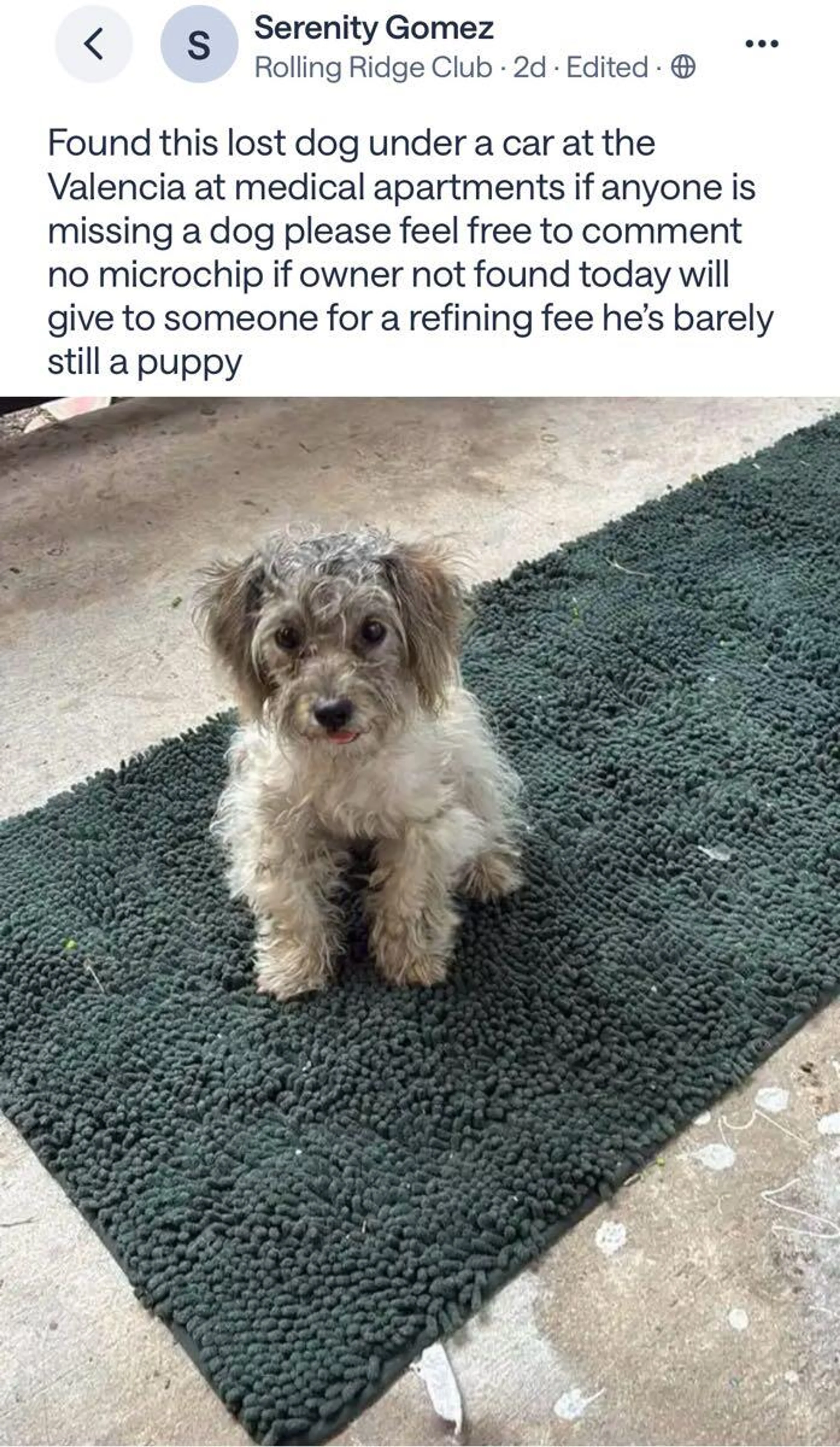 Lost pet