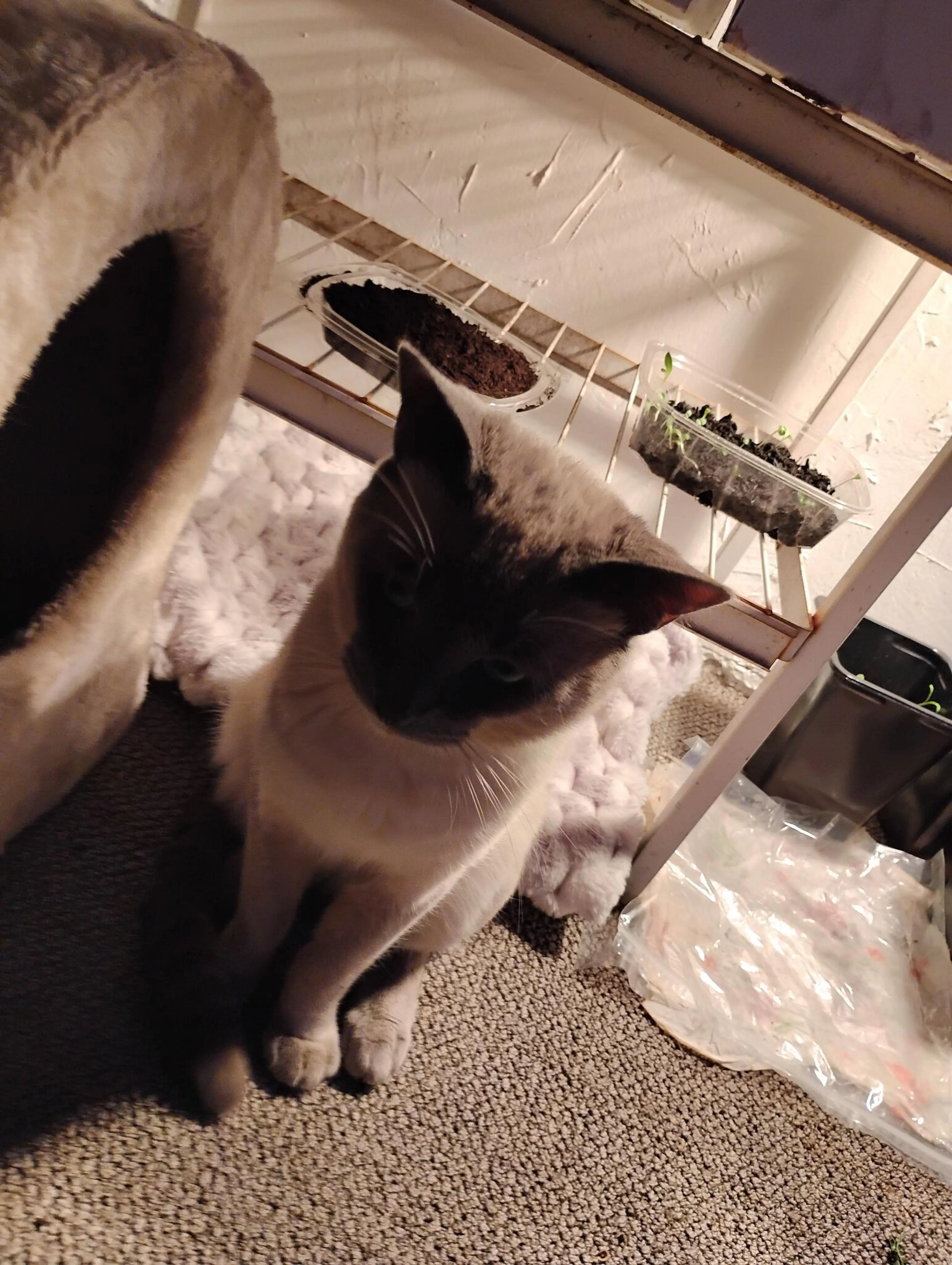 Lost pet
