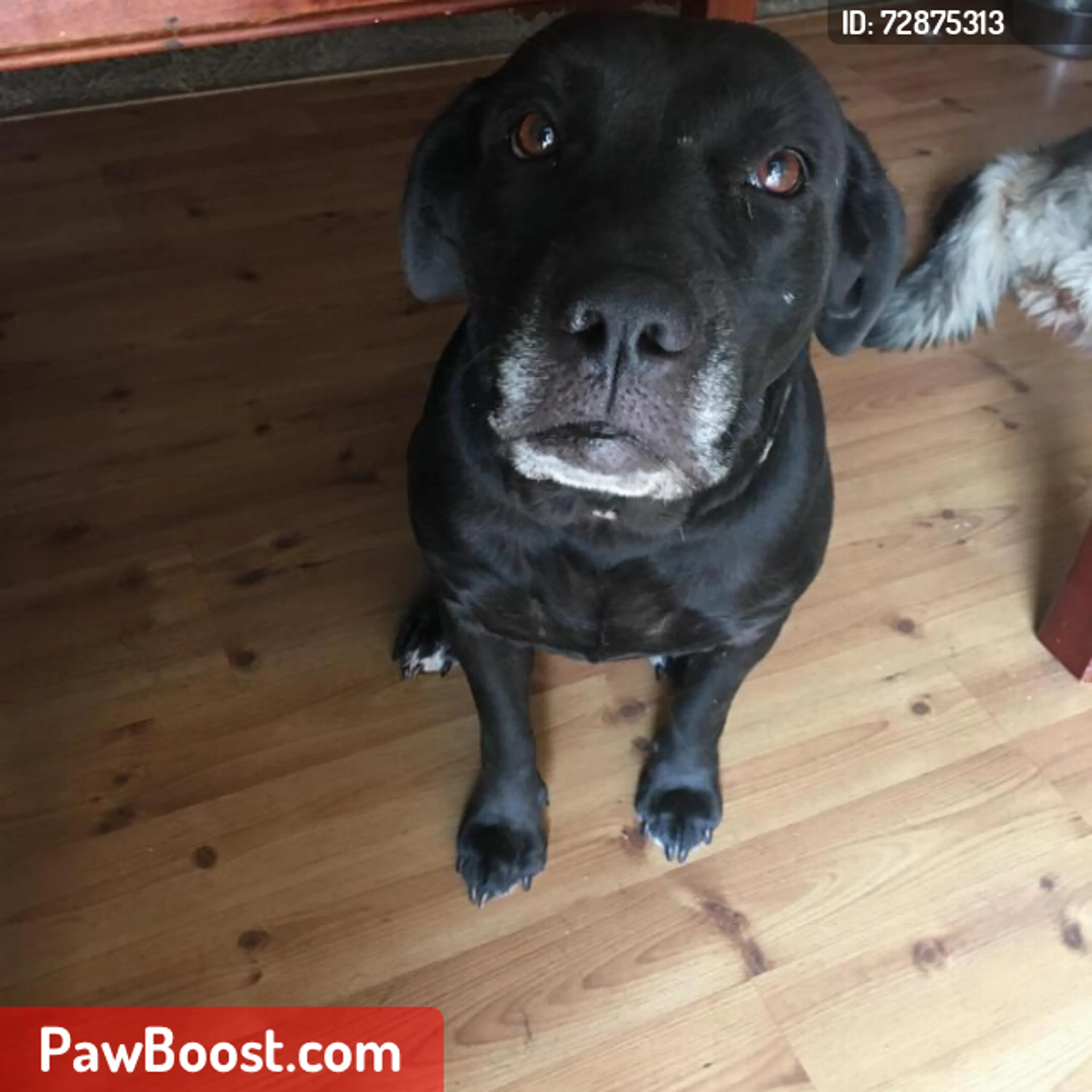 Lost pet