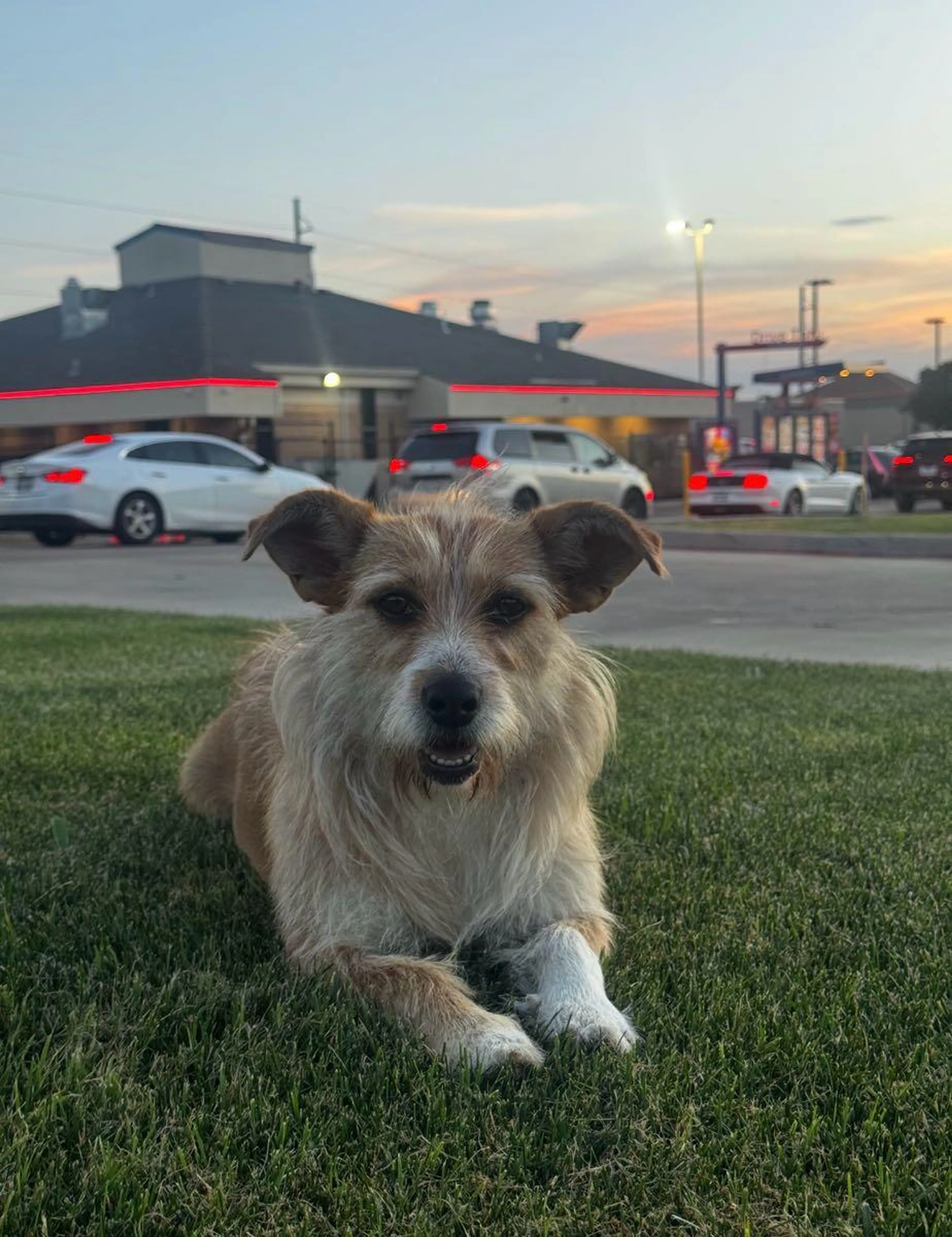 Found pet