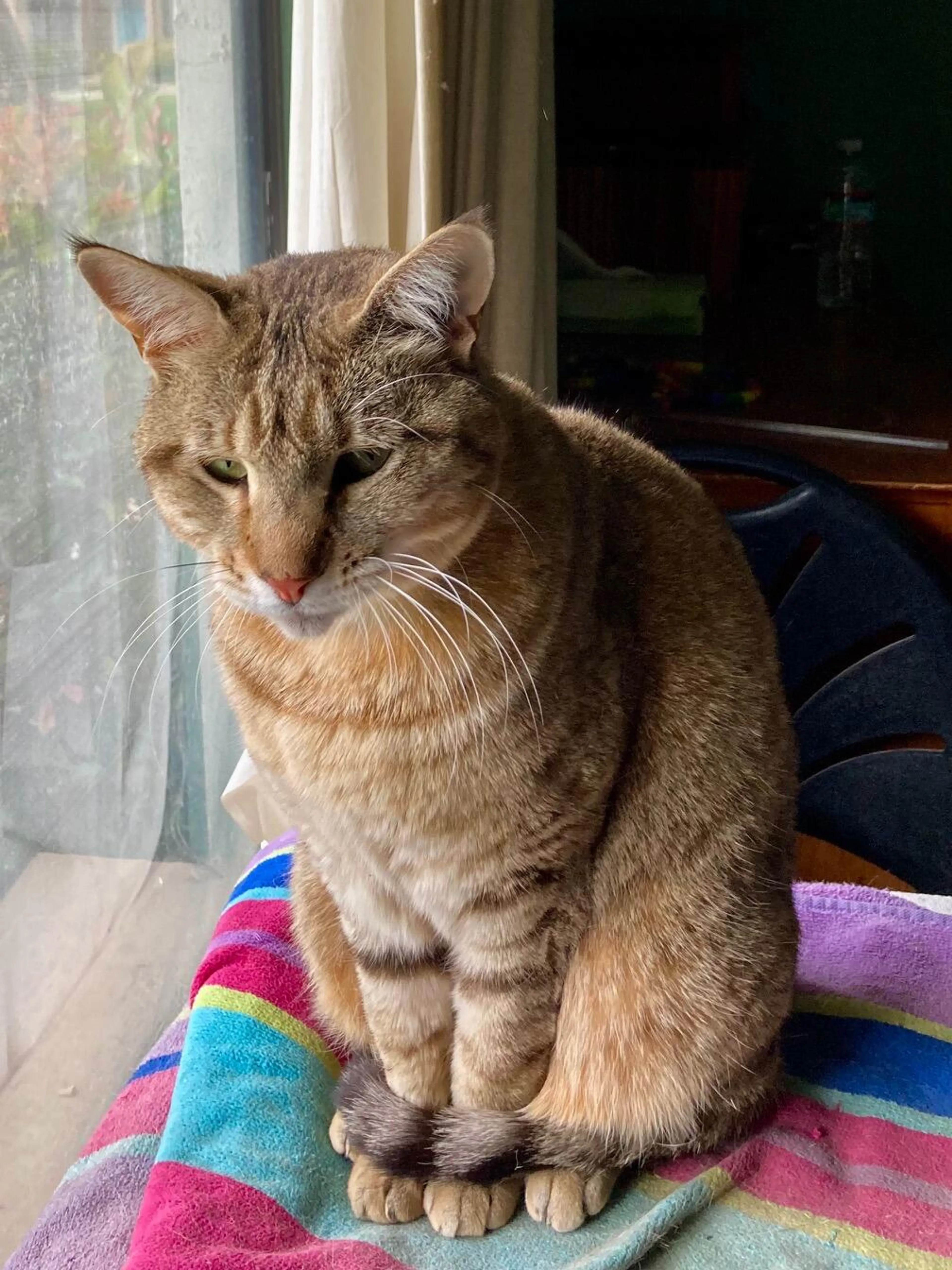 Lost pet