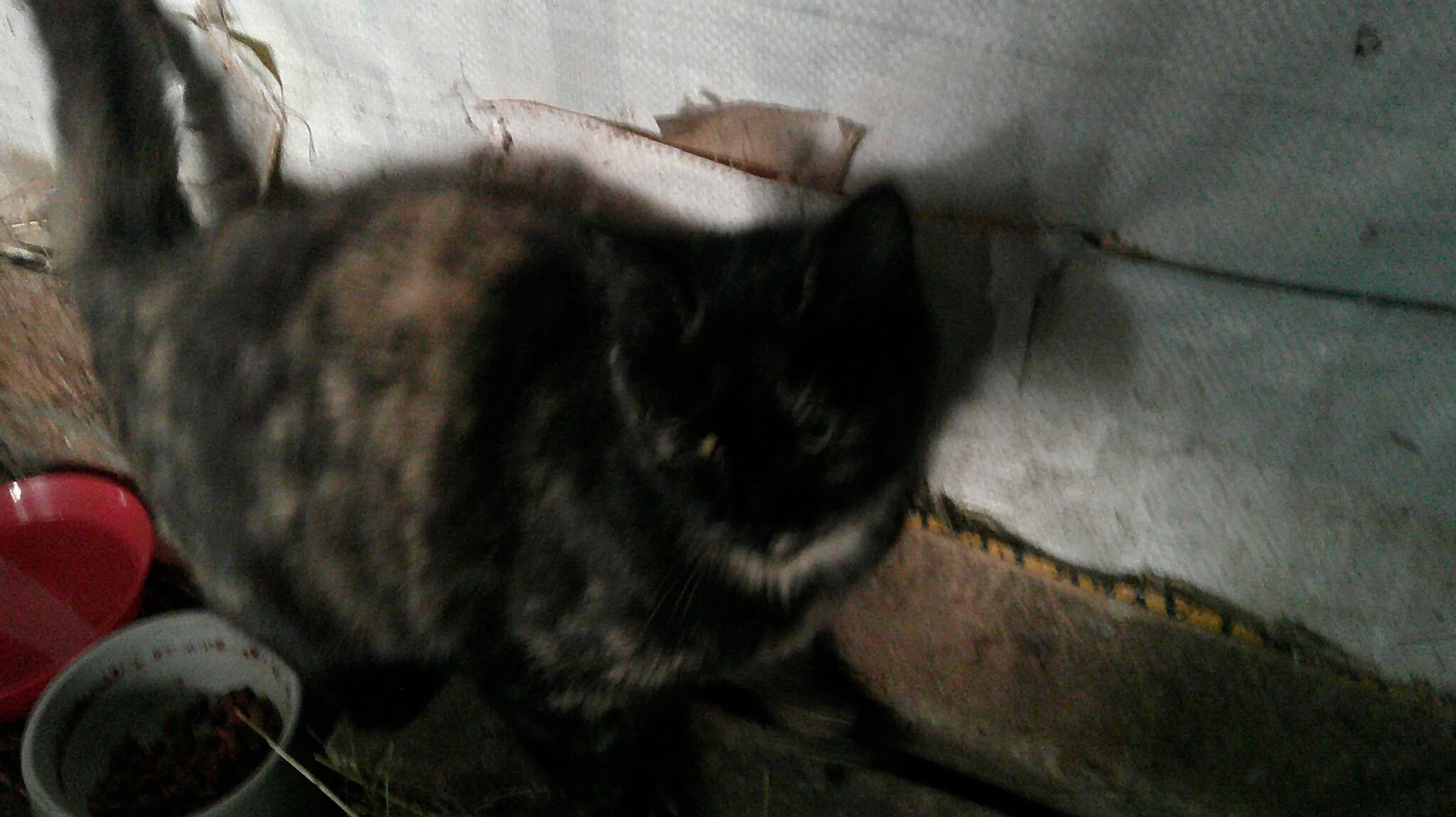 Found pet