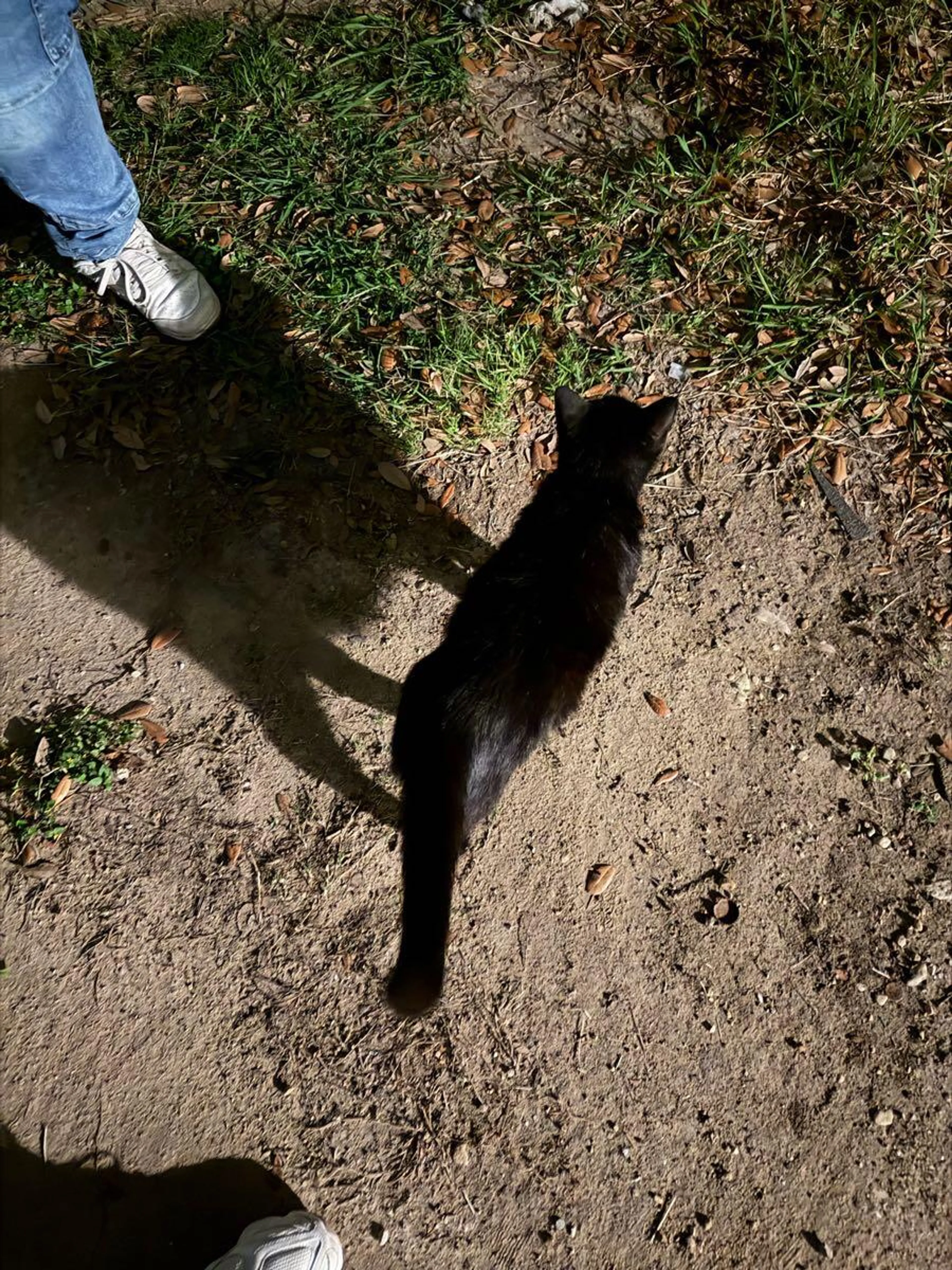 Found pet