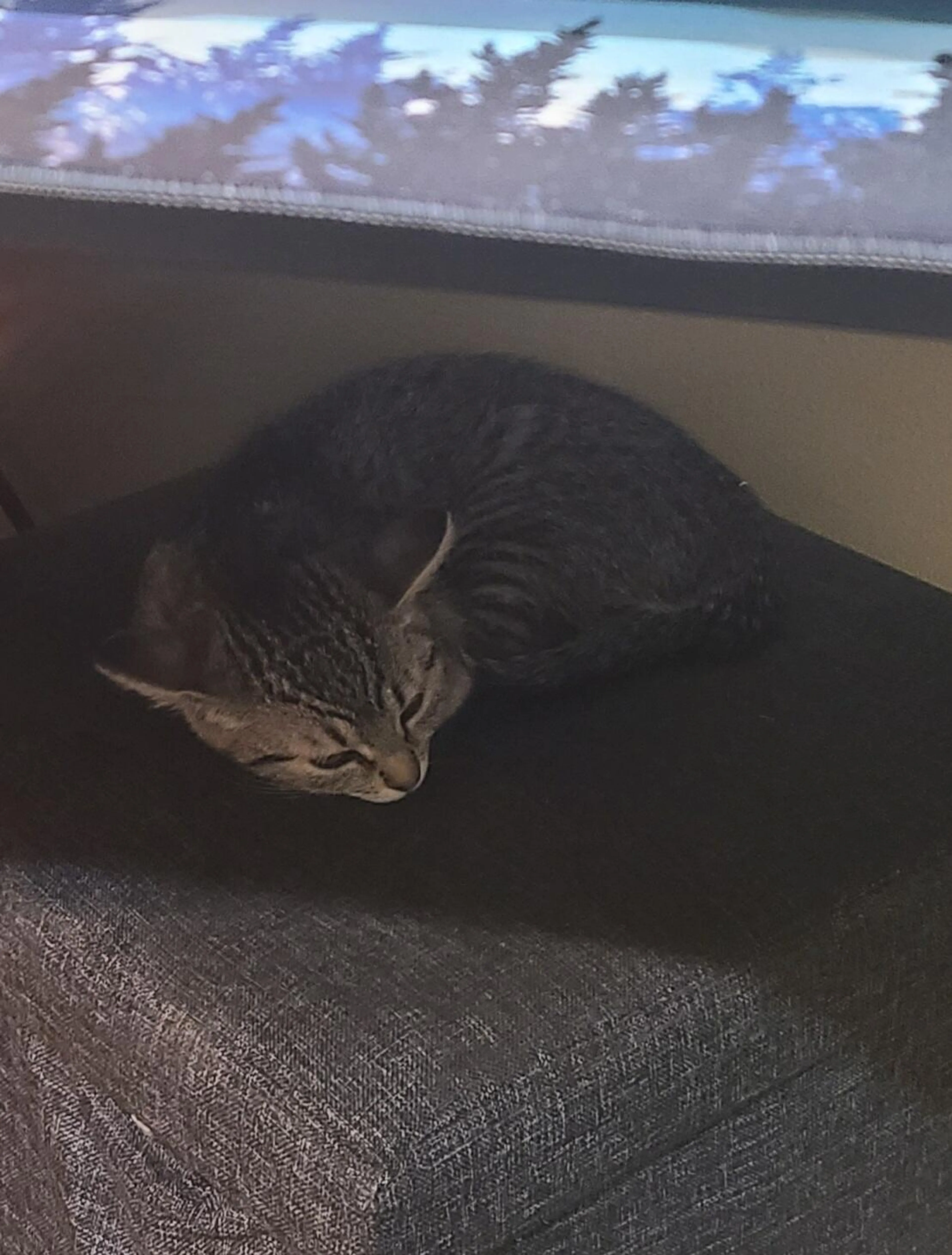 Lost pet