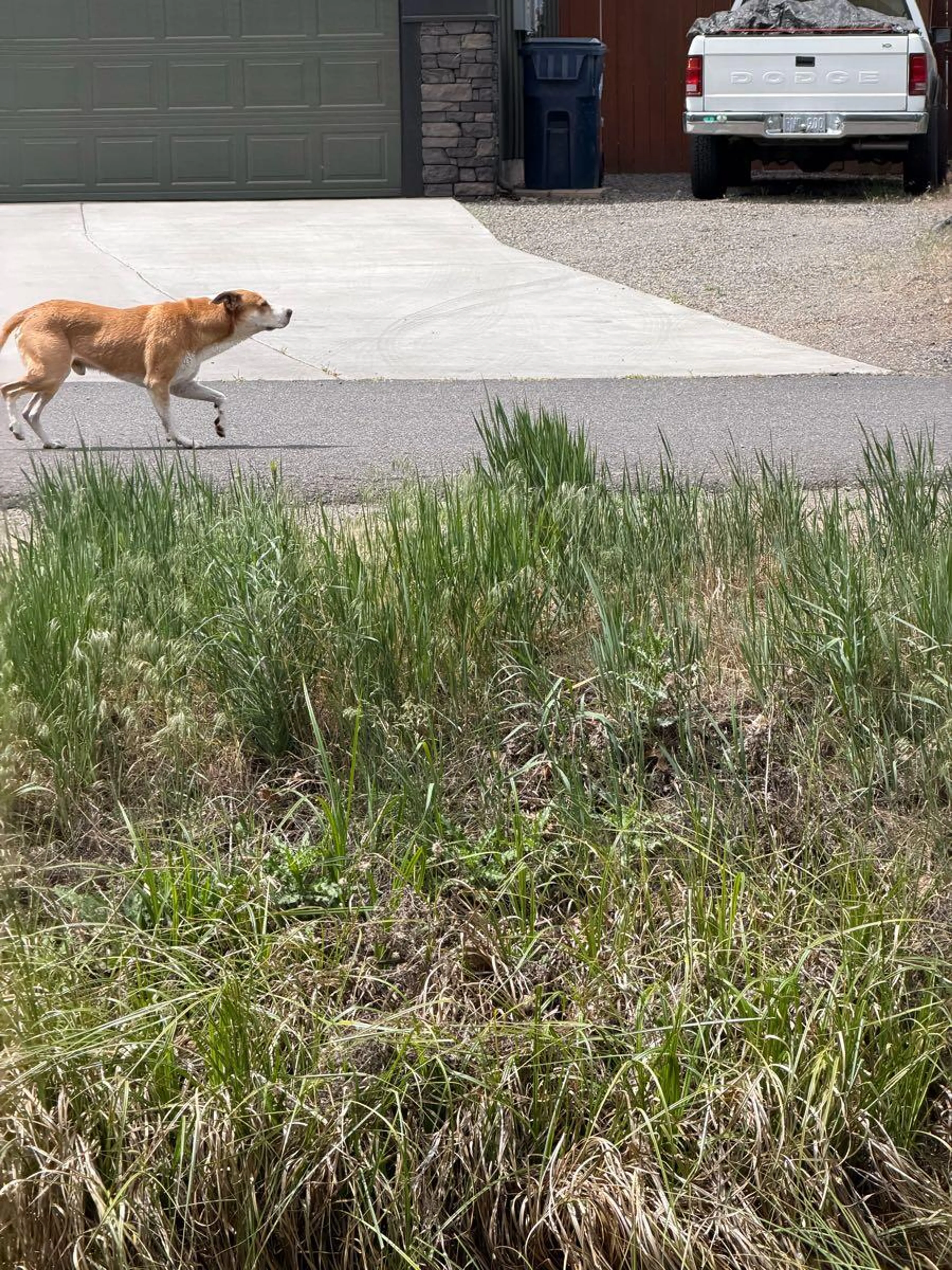 Found pet