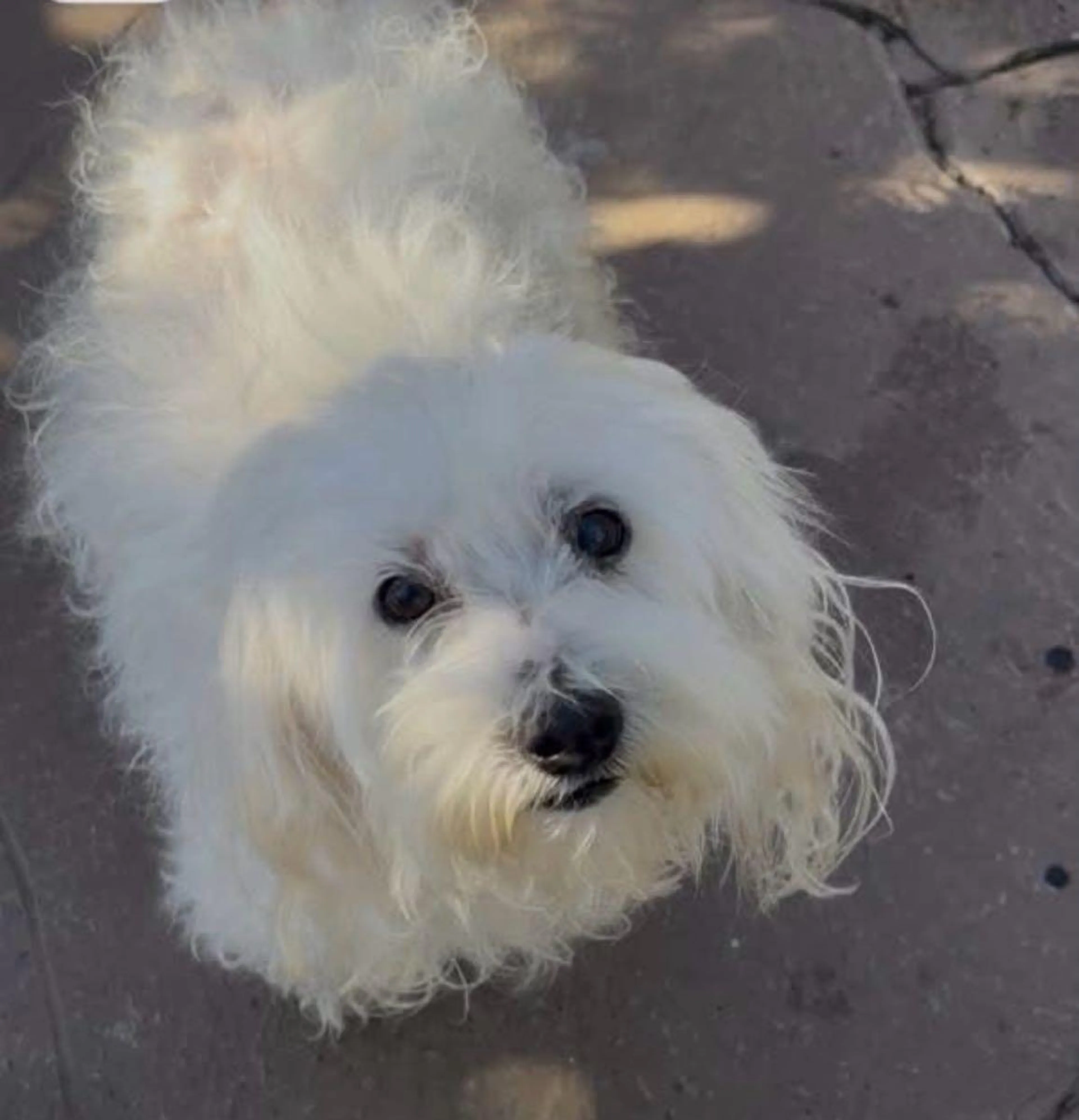 Lost pet