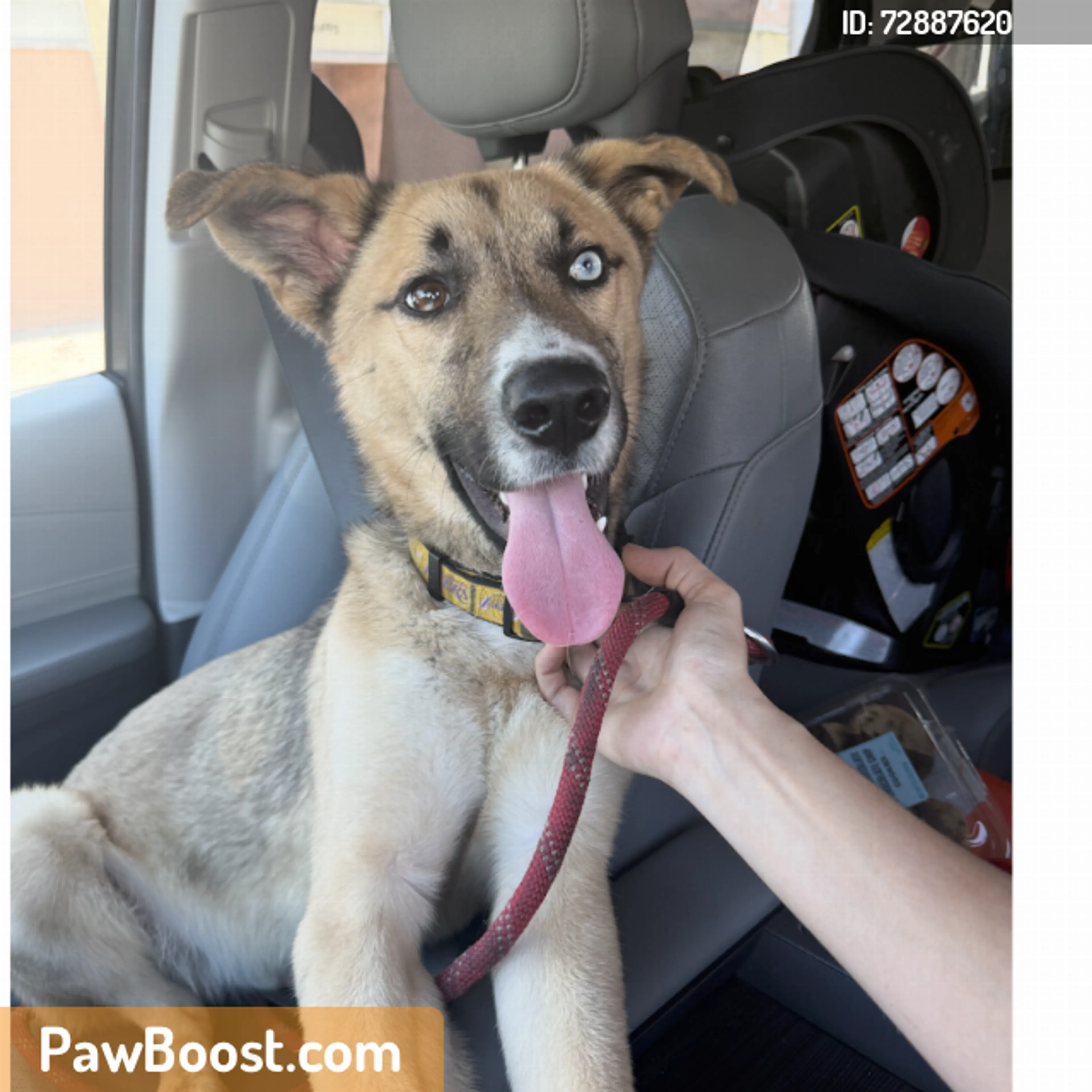 Found pet