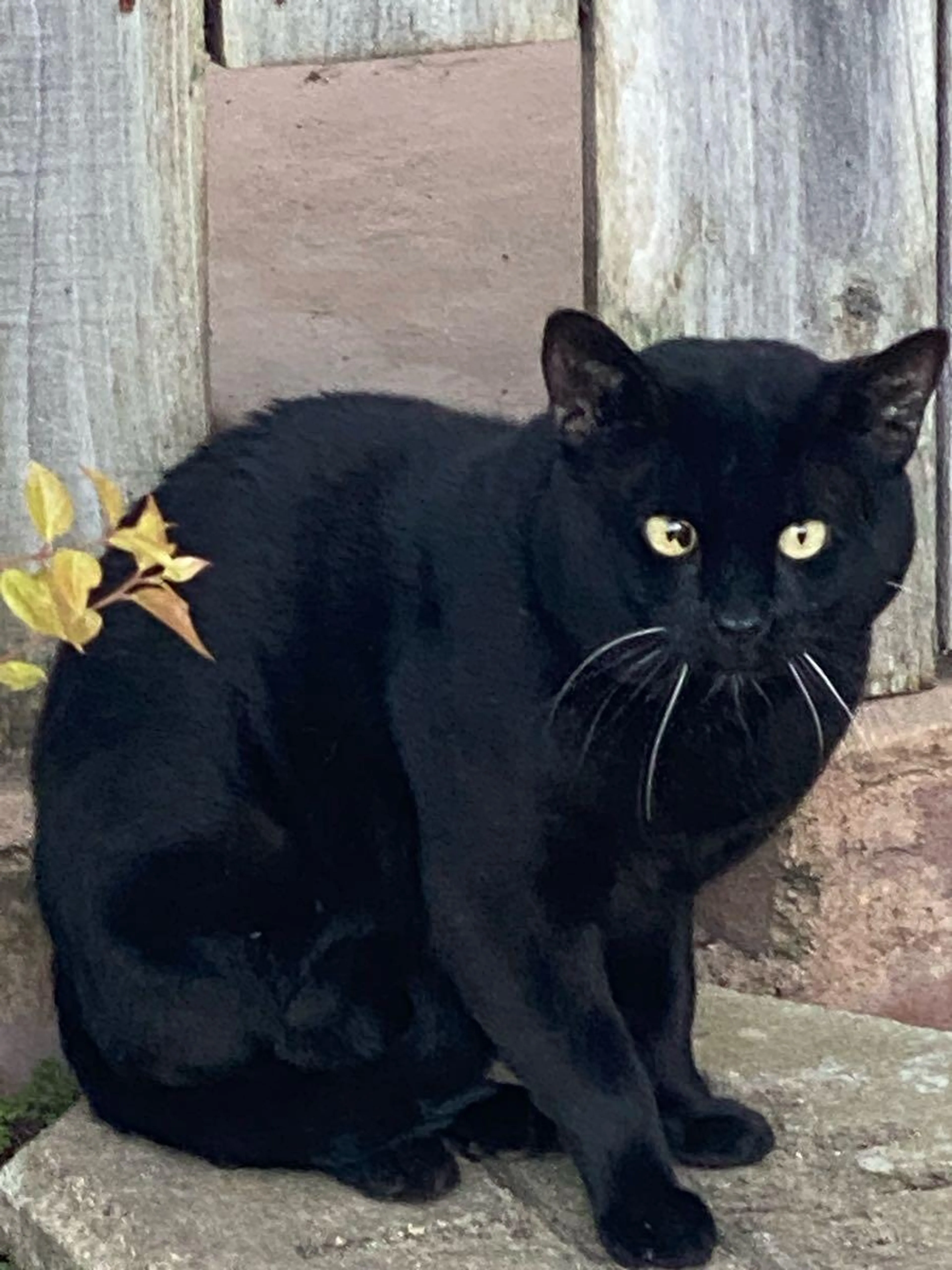 Found pet