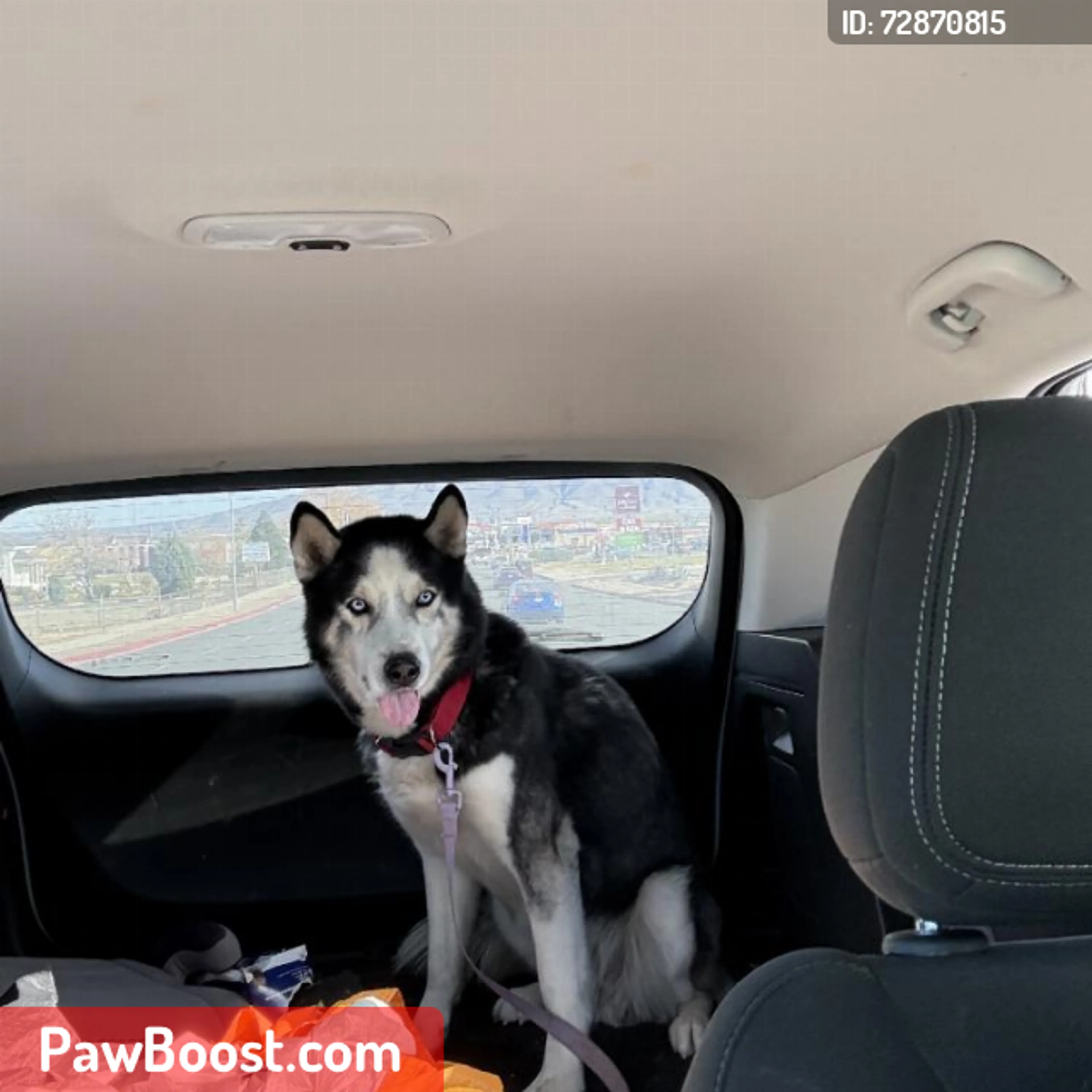 Lost pet