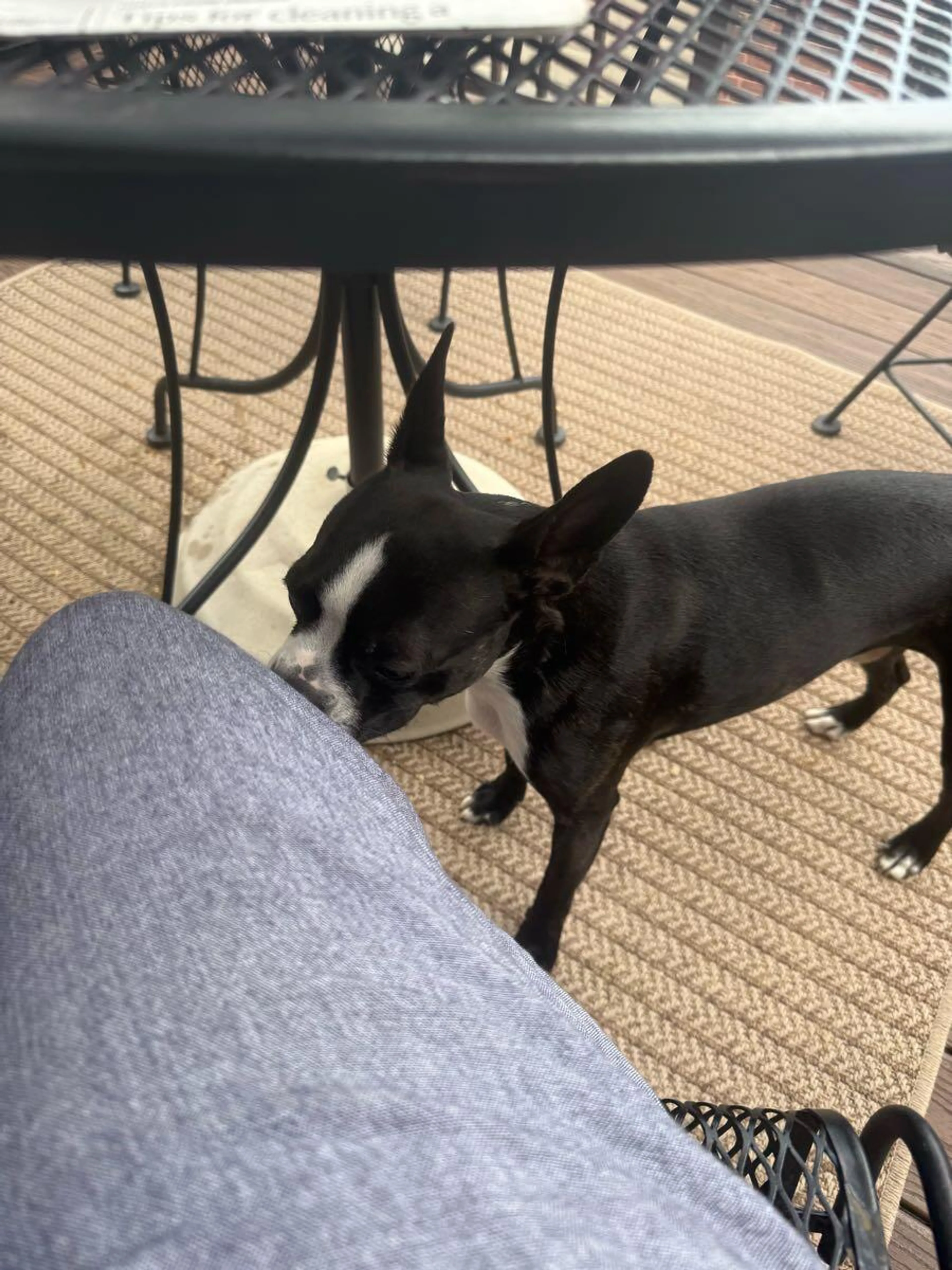 Lost pet