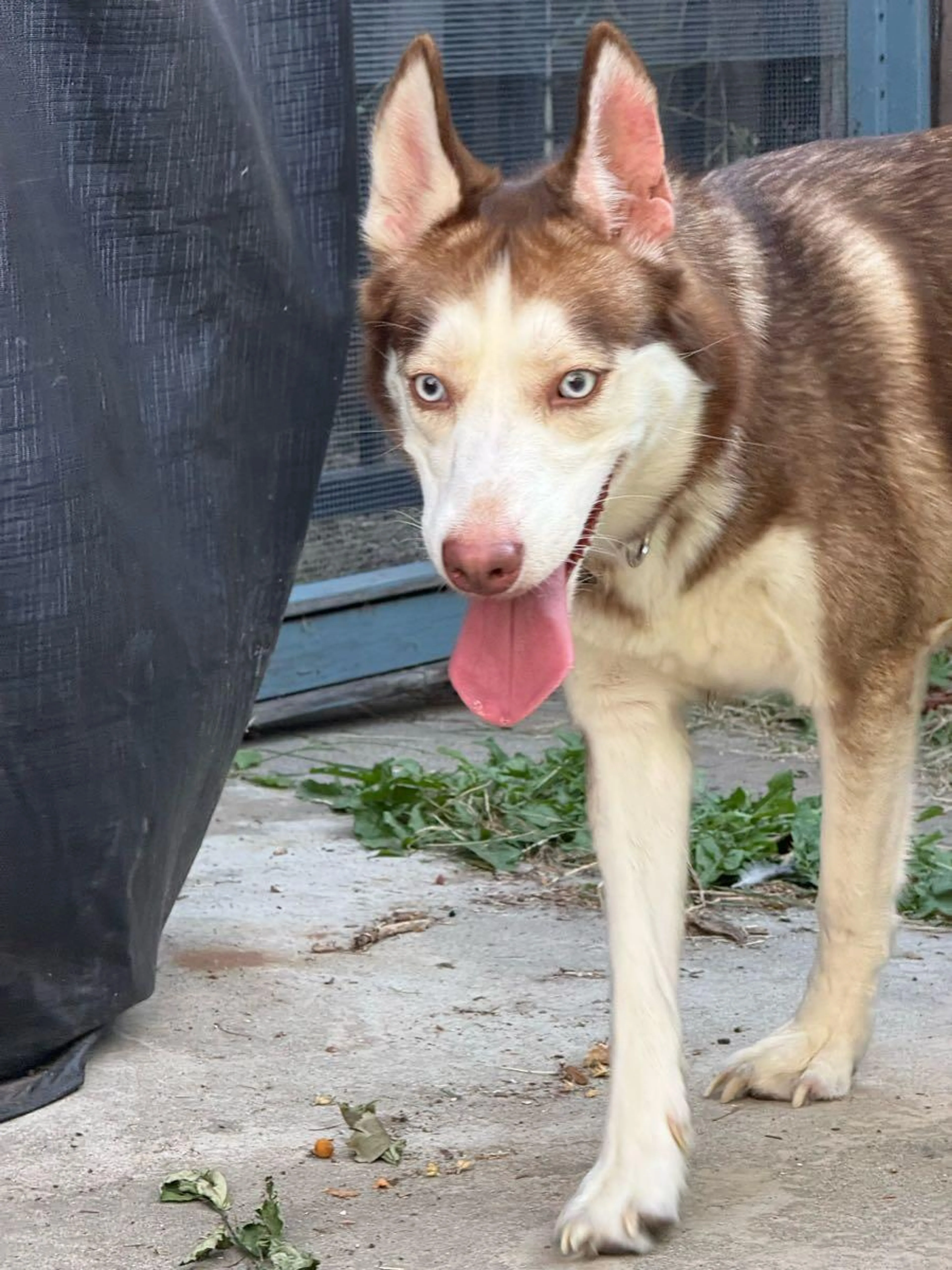 Found pet